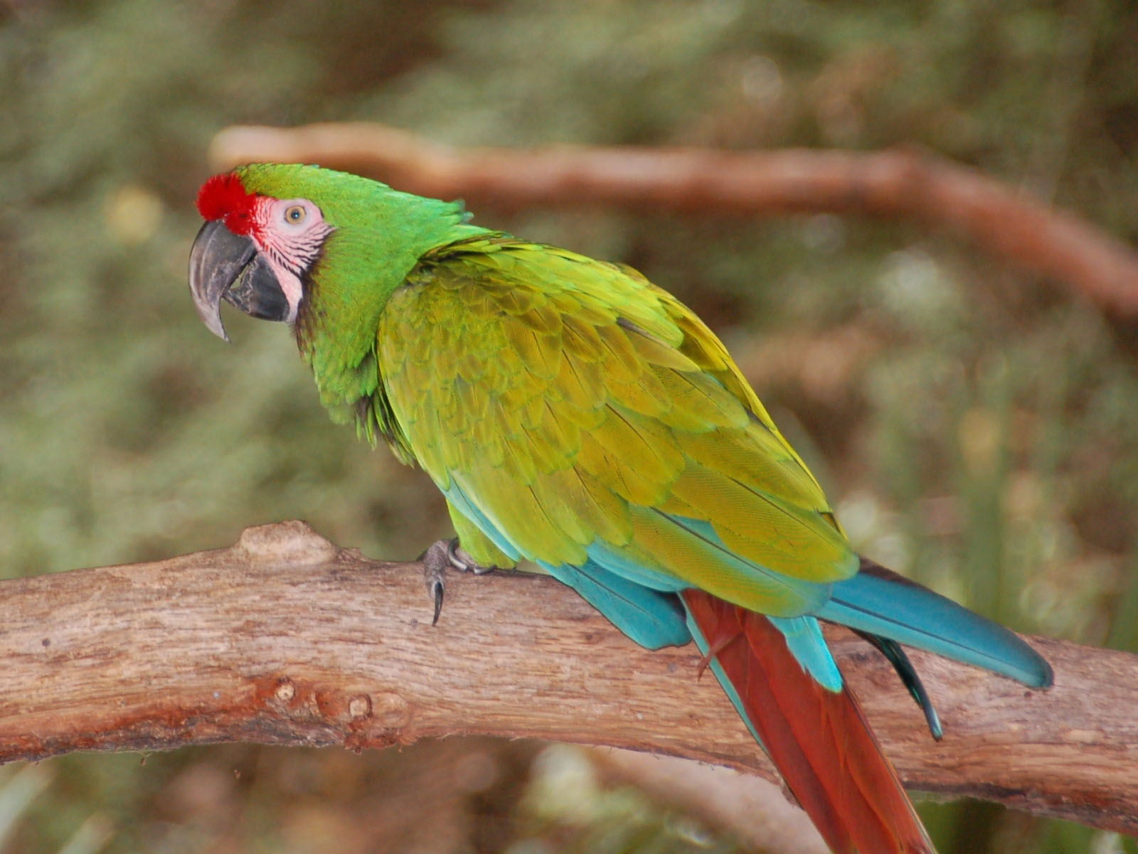 20-macaw-facts-you-might-not-know