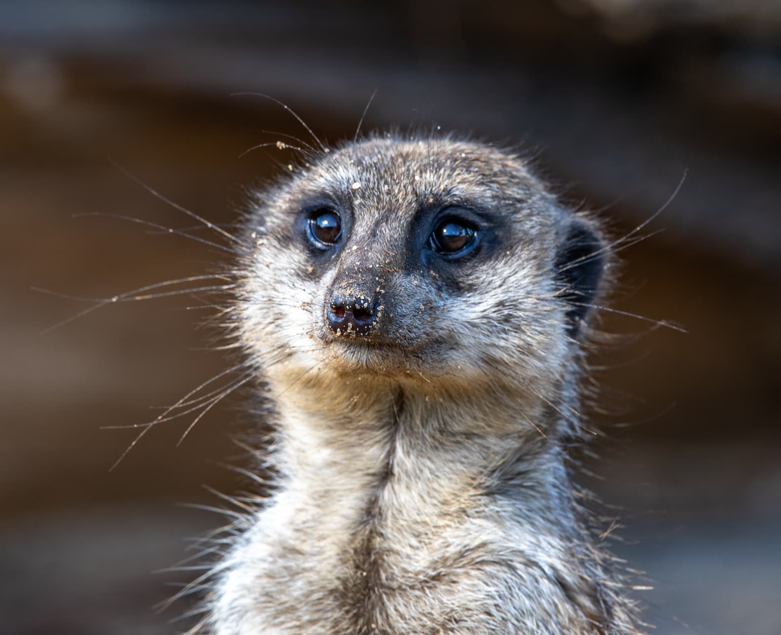 20-meerkat-facts-you-havent-heard-before