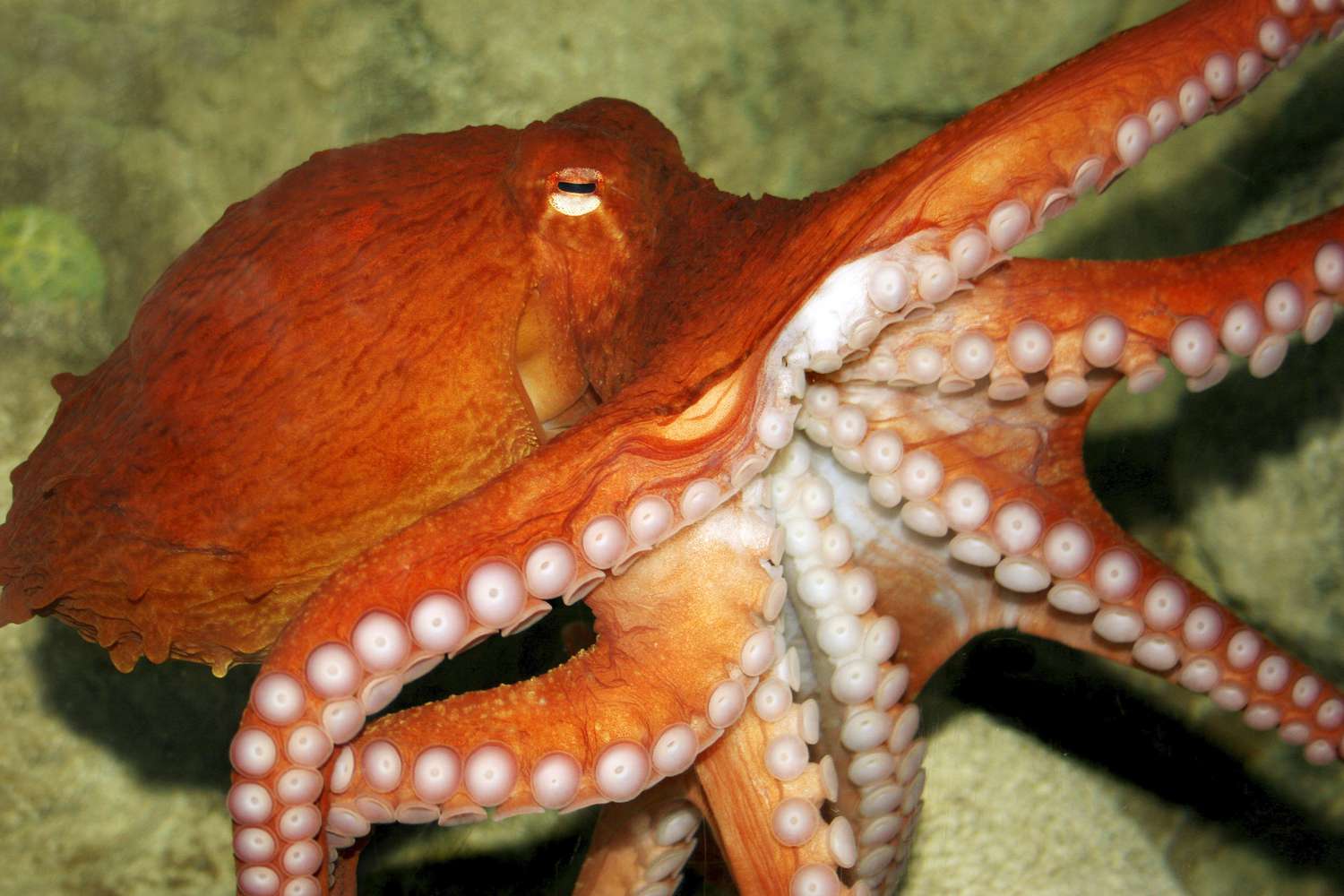 20-octopus-facts-you-need-to-know