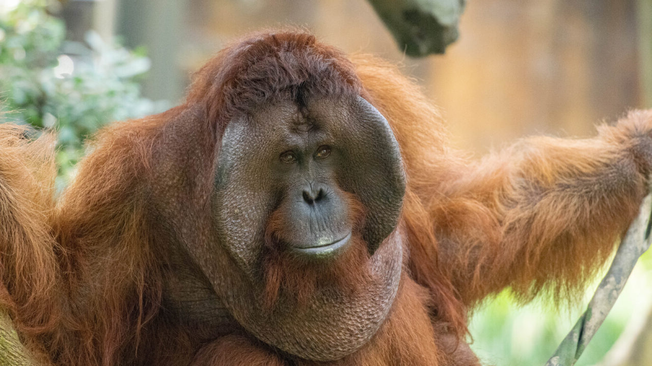 20 Amazing Orangutan Facts The Ultimate Guide To These Red Apes 20 Amazing Orangutan Facts The Ultimate Guide To These Red Apes