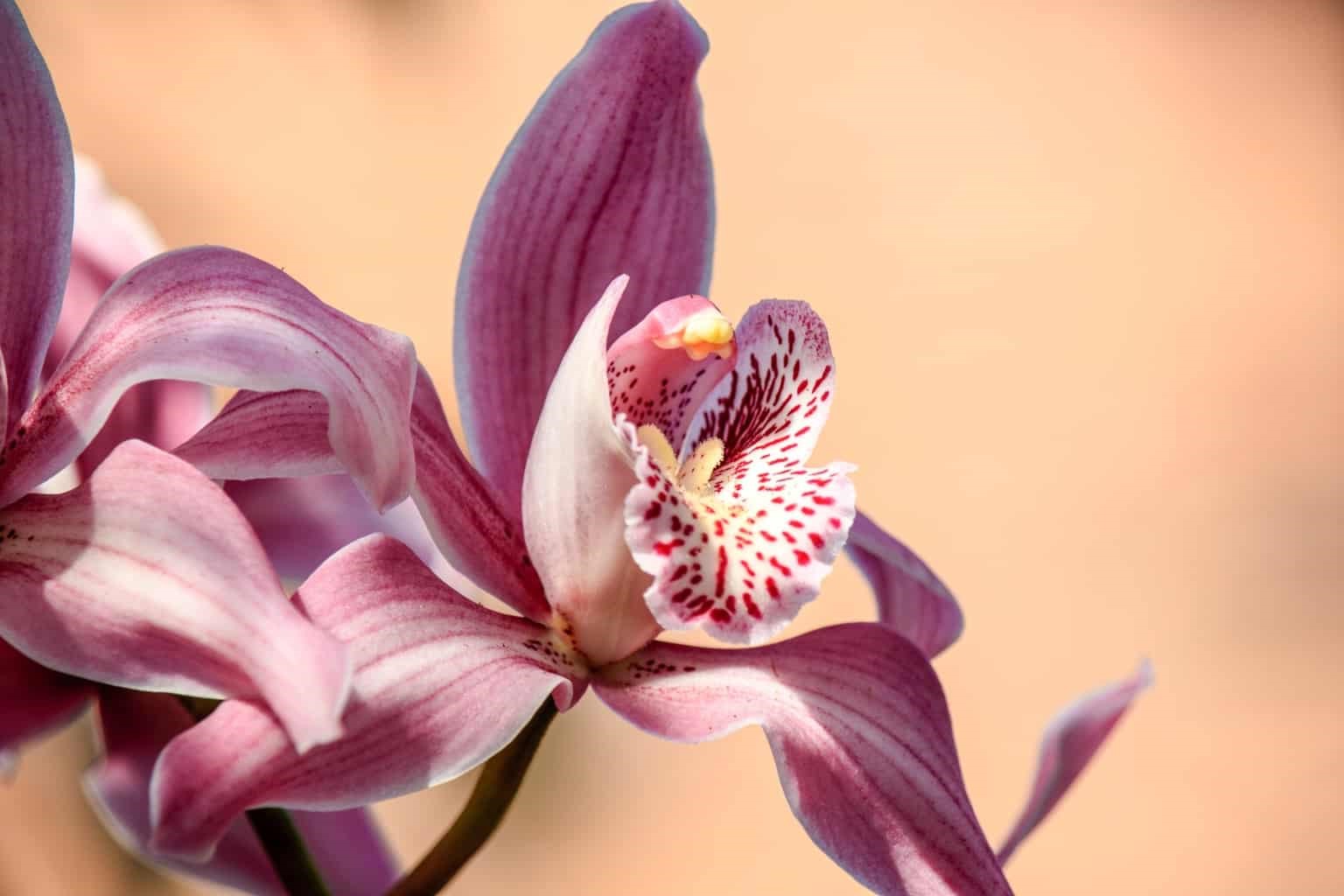 20-orchid-facts-for-plant-lovers