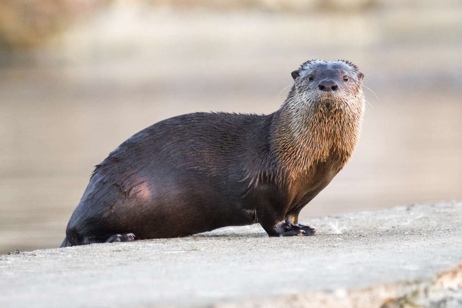 20-otter-facts-you-didnt-know