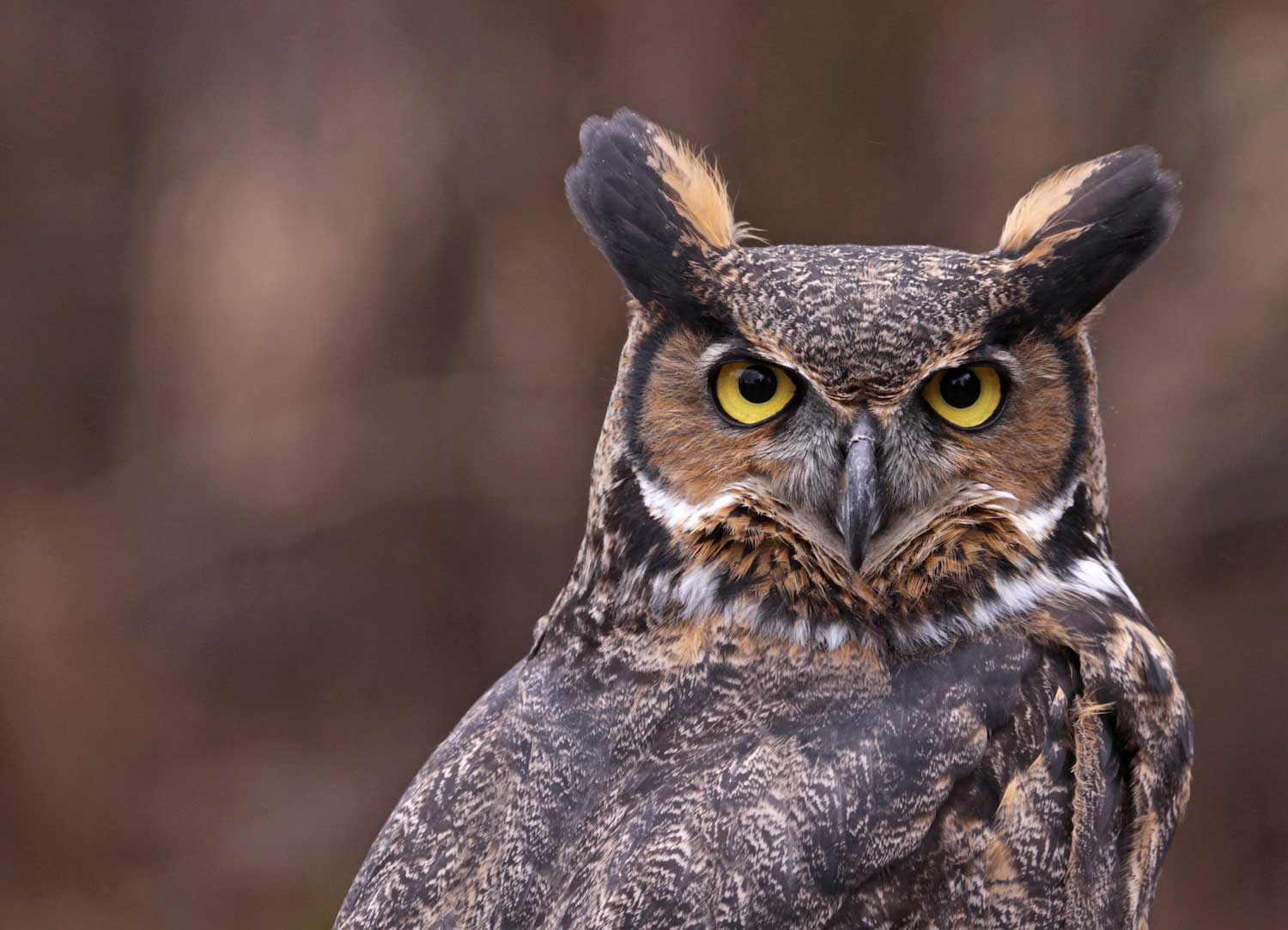 20-owl-facts-for-kids-nighttime-mysteries-revealed