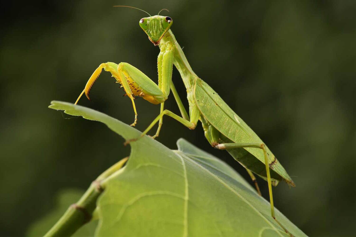 20-praying-mantis-facts-for-kids
