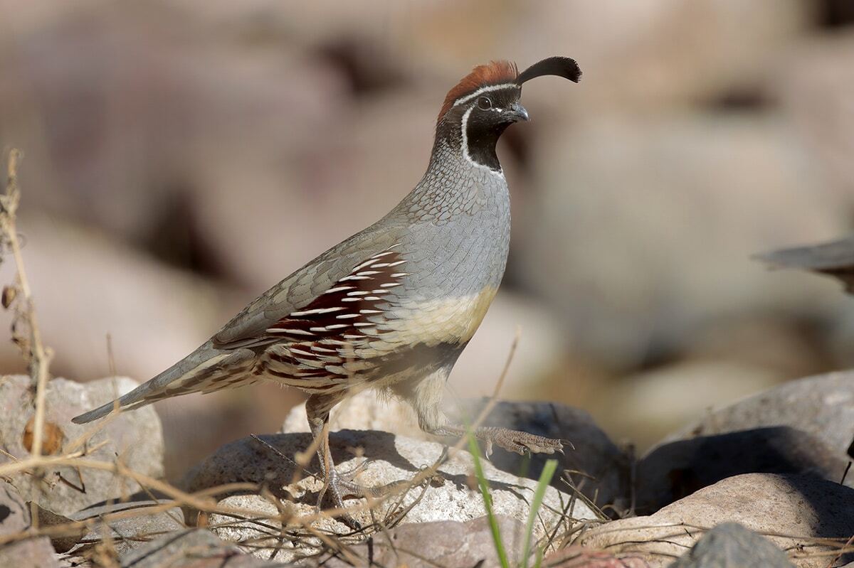 20-quail-facts-for-bird-enthusiasts