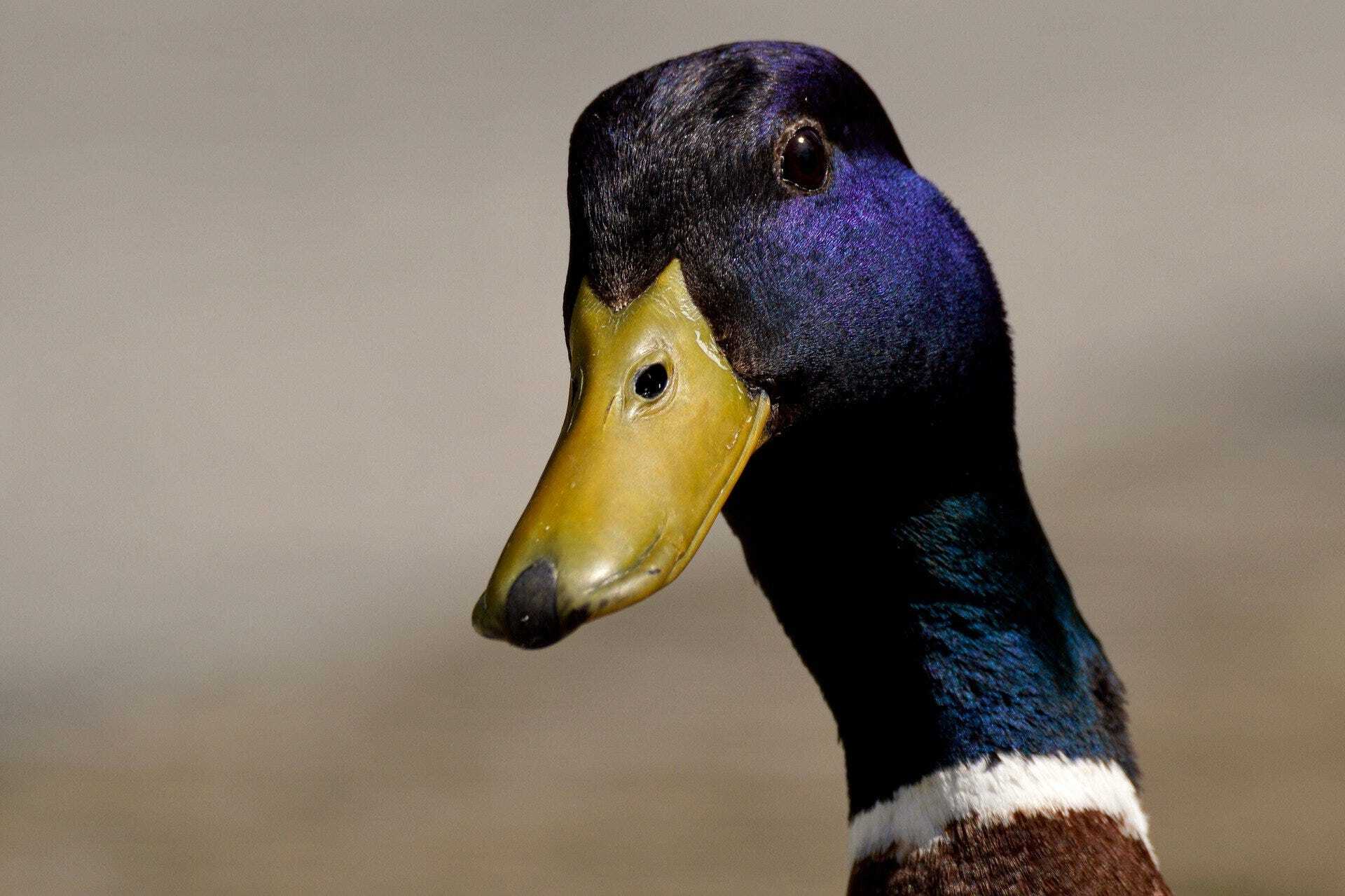 20-quirky-facts-about-ducks-you-didnt-know
