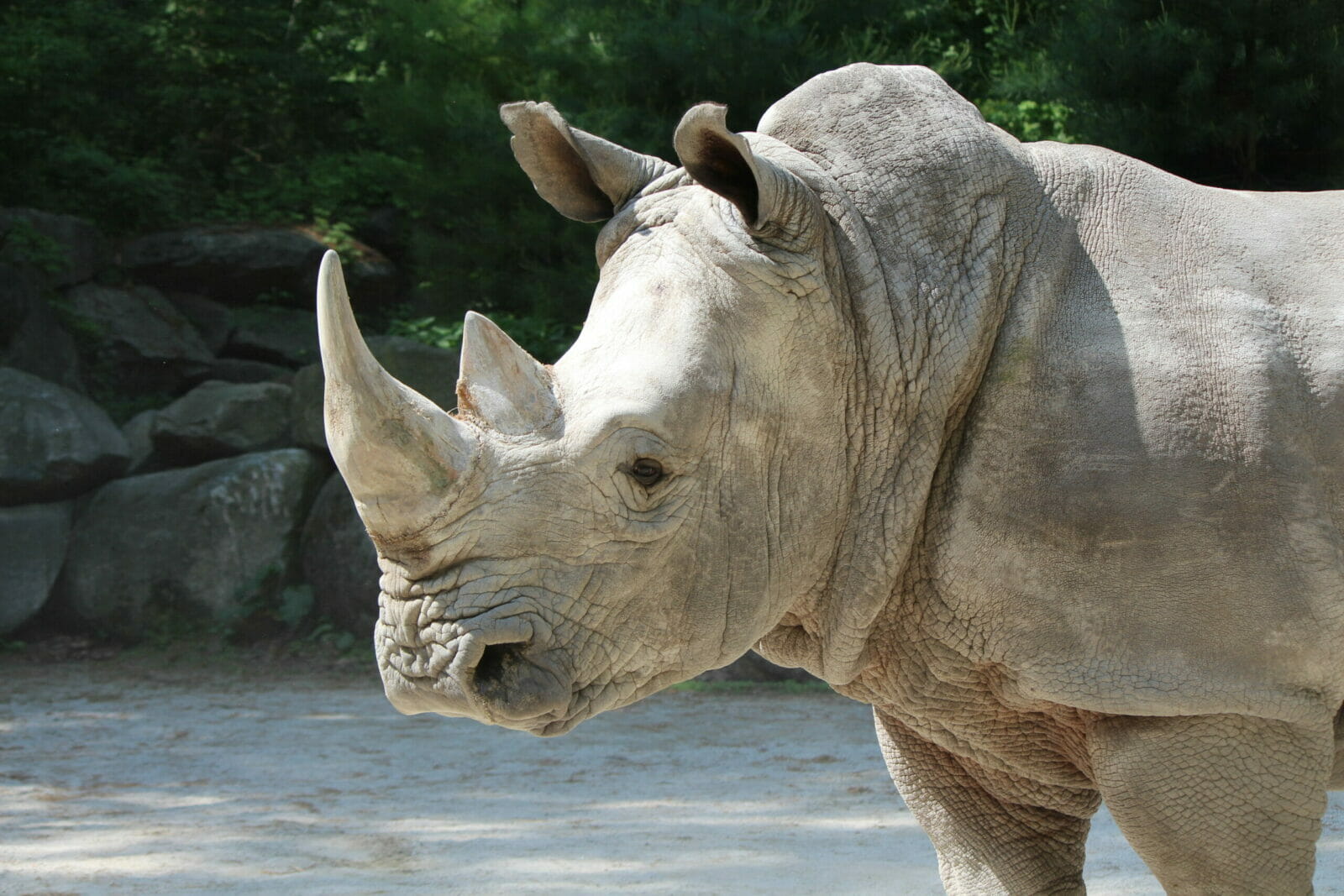 20-rhino-facts-for-wildlife-enthusiasts