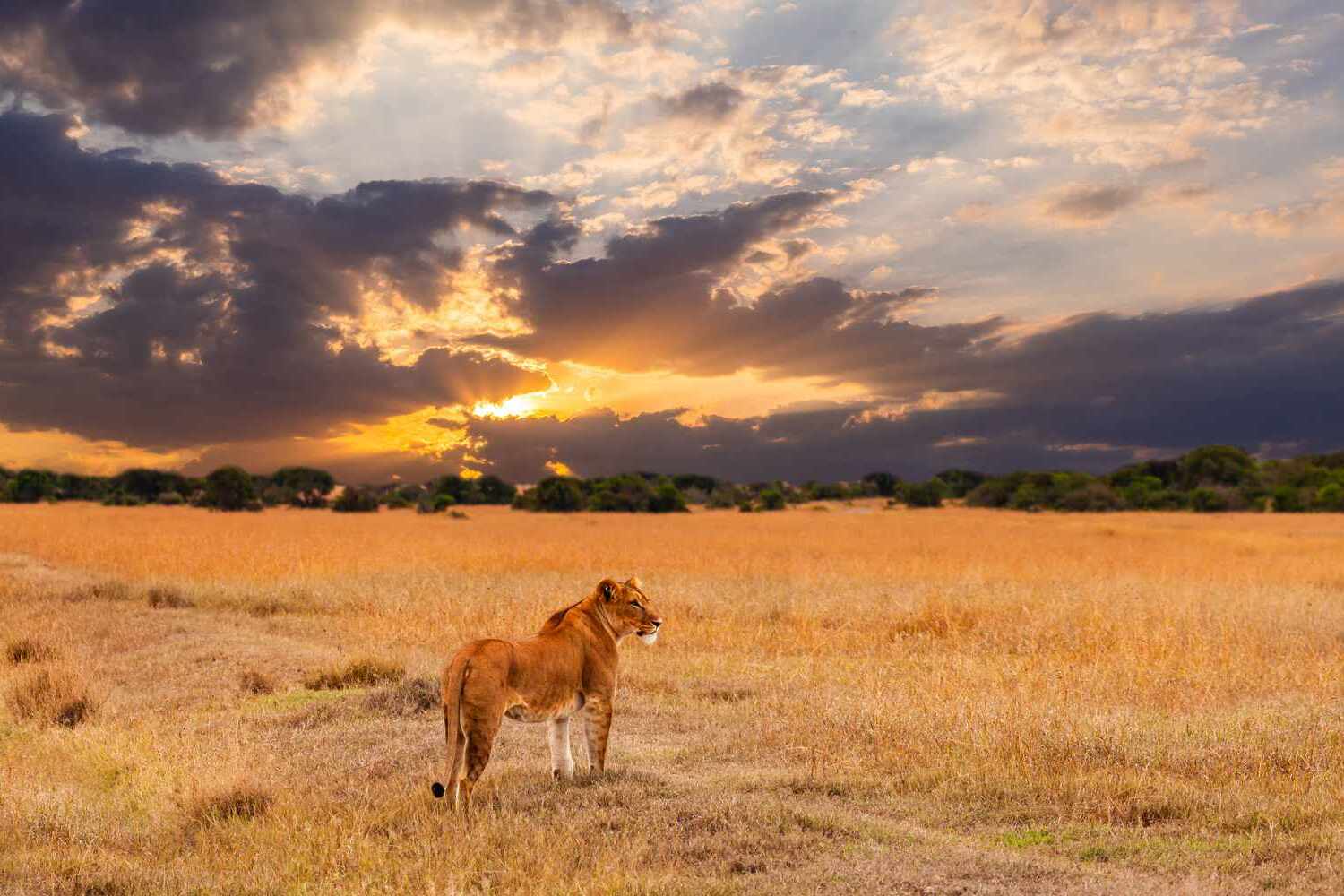 20-savanna-facts-for-nature-enthusiasts