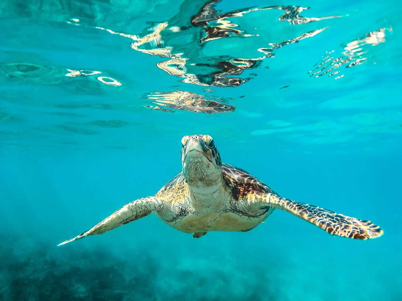 20-sea-turtle-facts-for-young-minds
