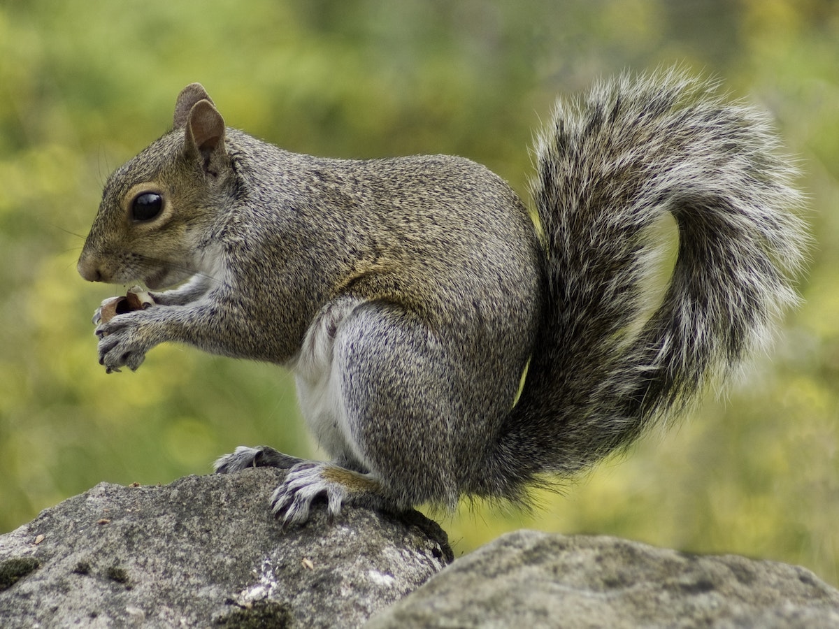 20-squirrel-facts-you-might-not-know