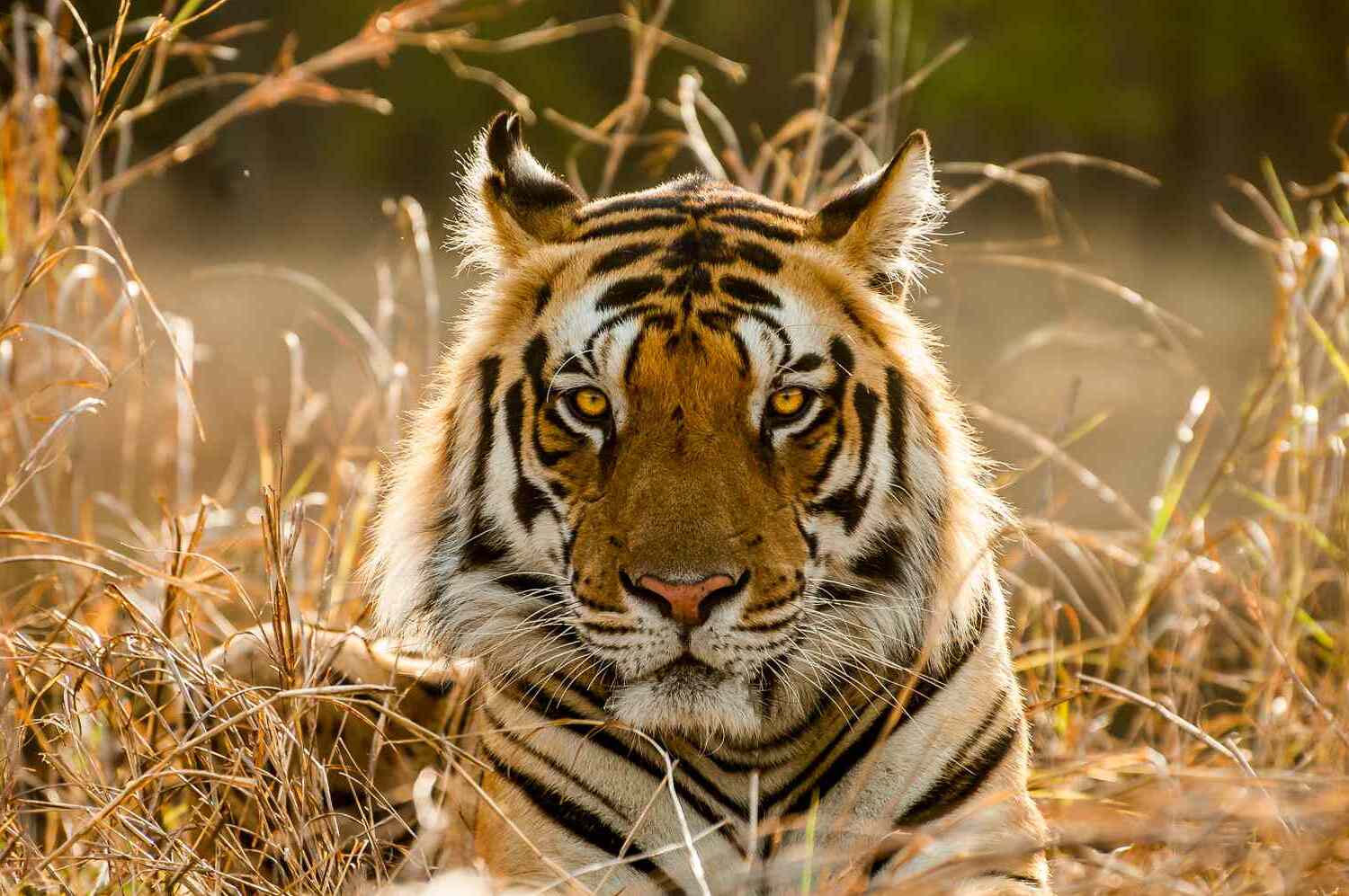20-tiger-facts-you-might-not-know