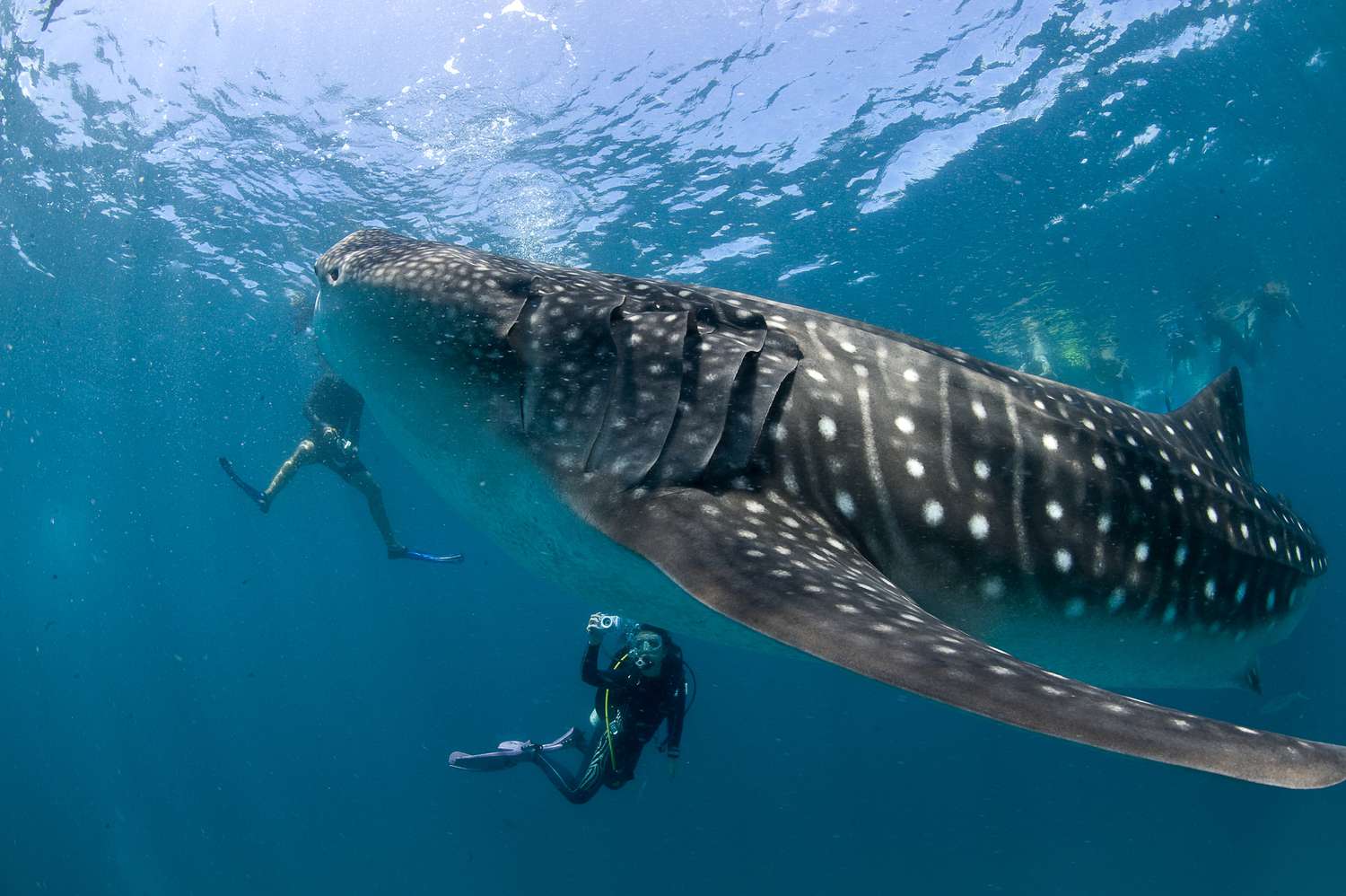 20-whale-shark-facts-for-ocean-enthusiasts