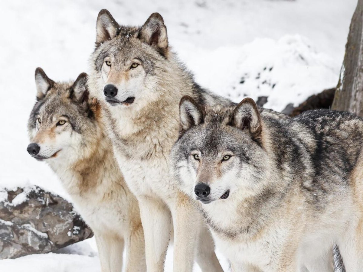 20-wild-facts-about-wolves