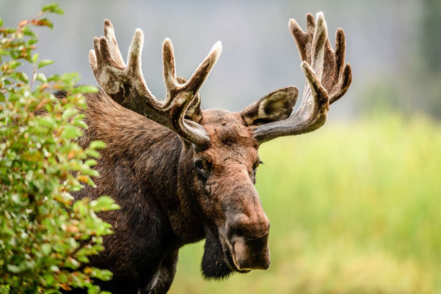 22-facts-about-moose