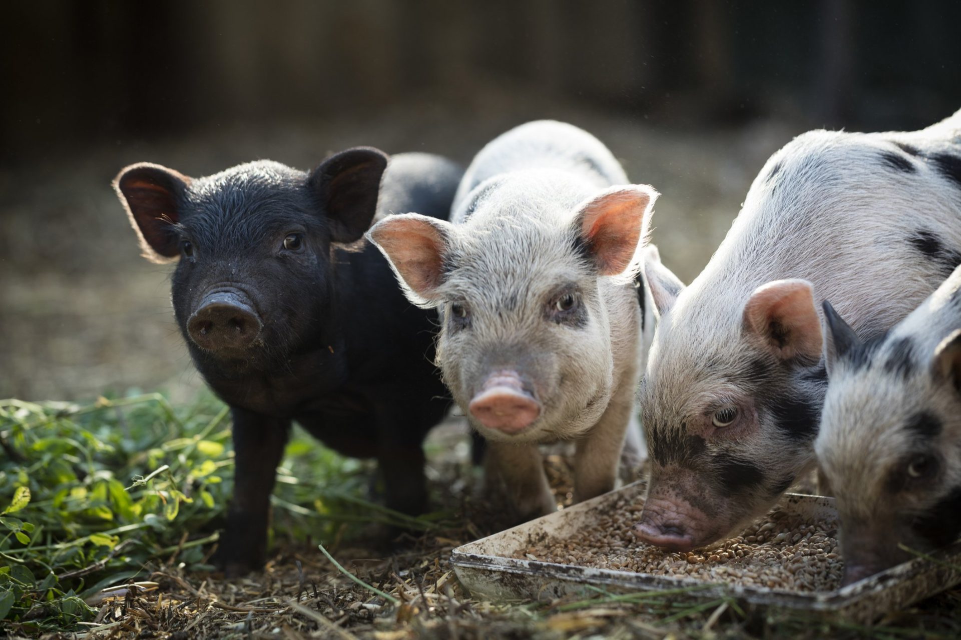 22-facts-about-pigs