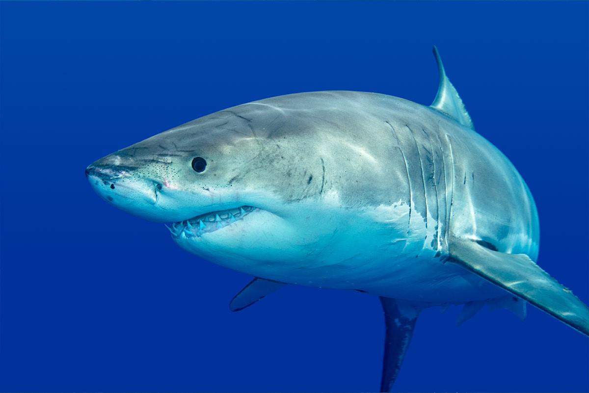 5-shark-facts-you-might-not-know