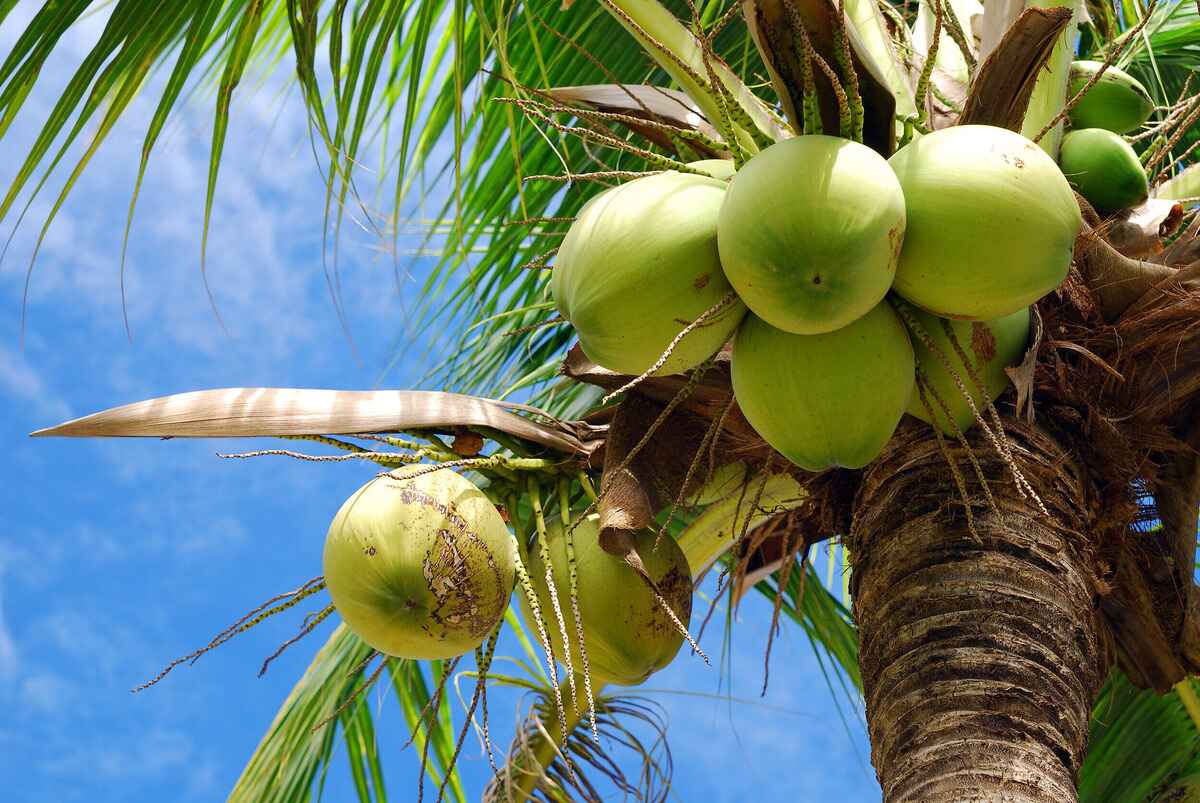 20-coconut-facts-you-might-not-know