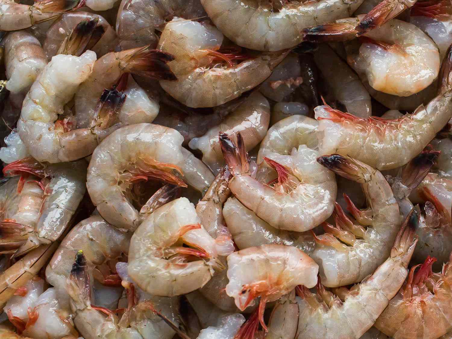 20-facts-about-shrimp