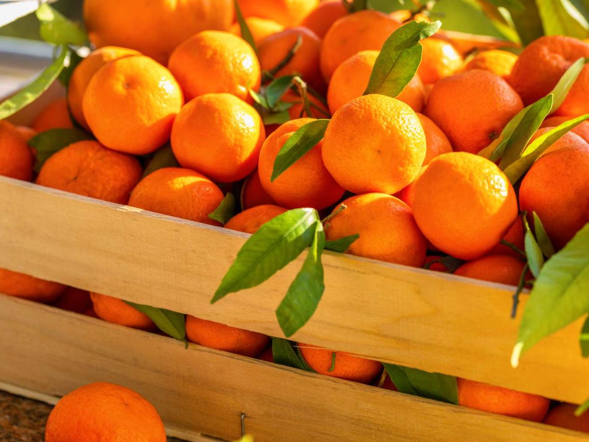 20-juicy-facts-about-oranges-you-didnt-know