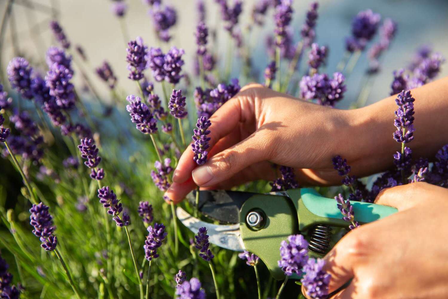 20 Lavender Facts: Uses, Benefits, History - OhMyFacts