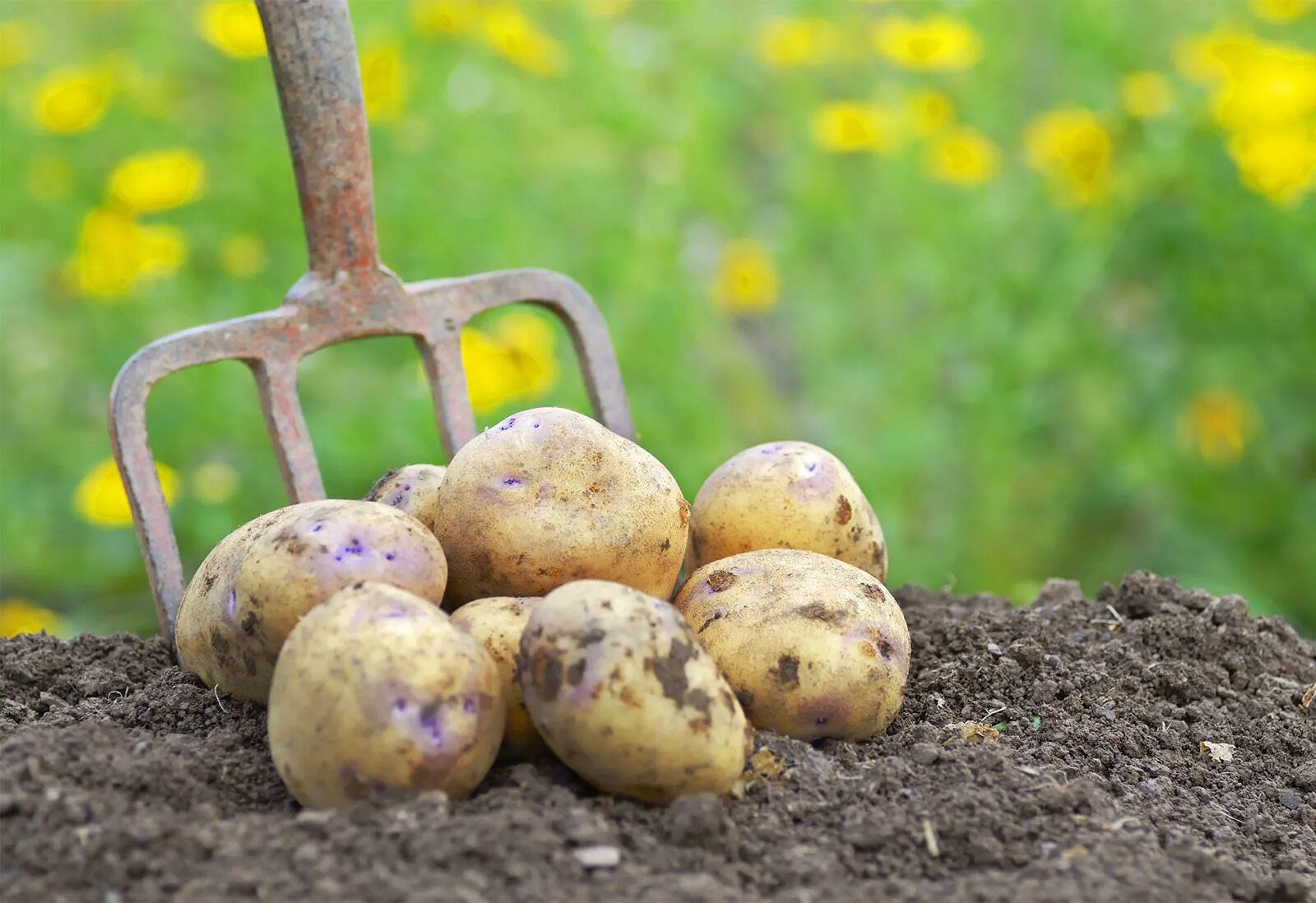 20 Potato Facts: From History To Cuisine - OhMyFacts