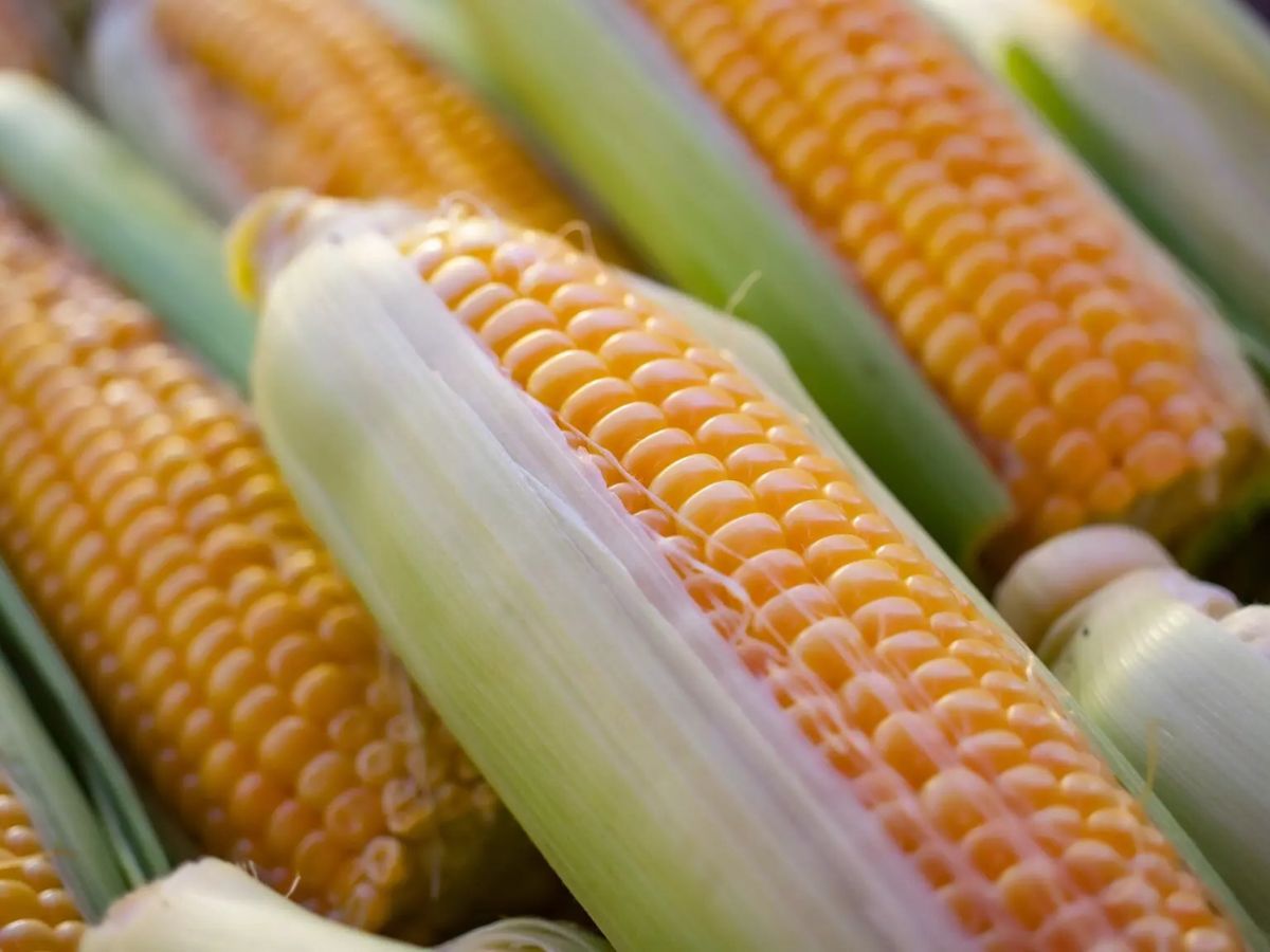 22-corn-facts-you-might-not-know