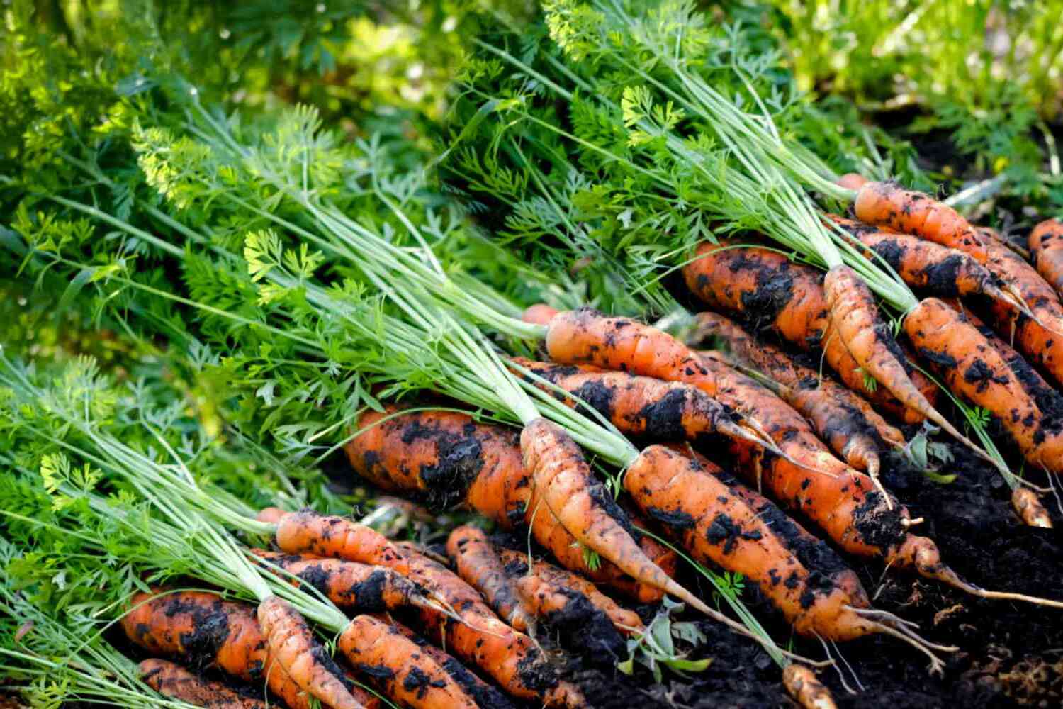 22-facts-about-carrots