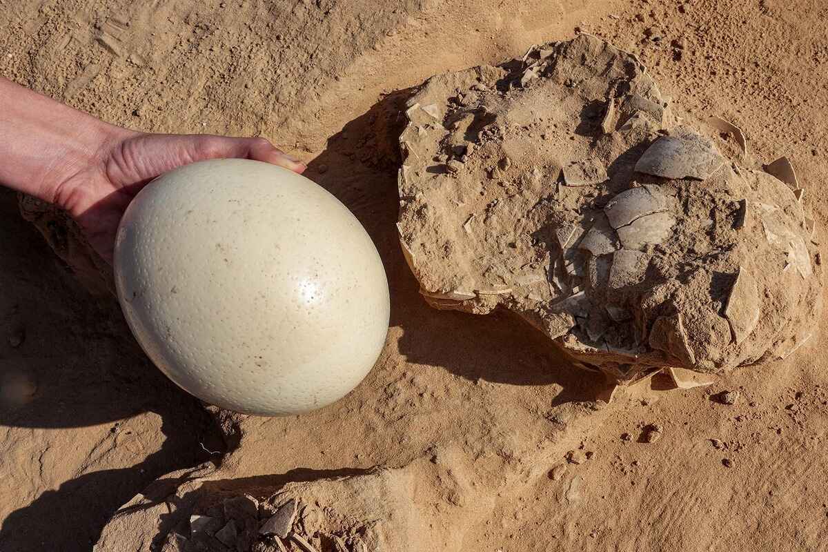 22-facts-on-ostrich-egg-nutrition