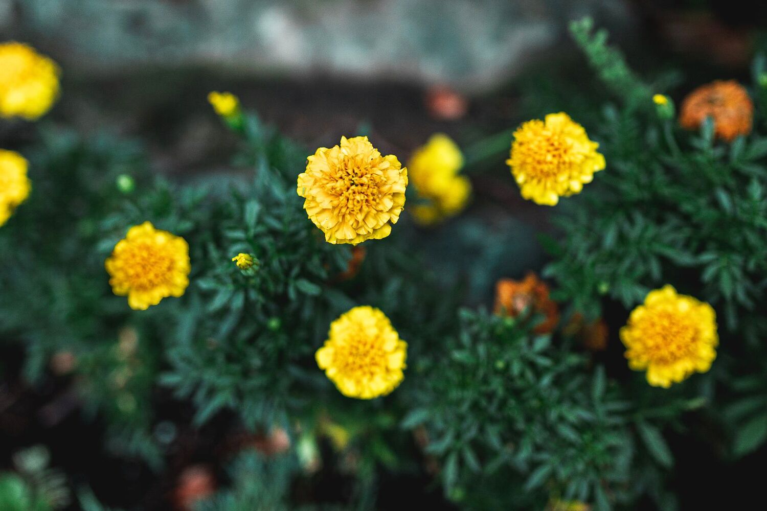 23-marigold-facts-colors-cultivation-uses