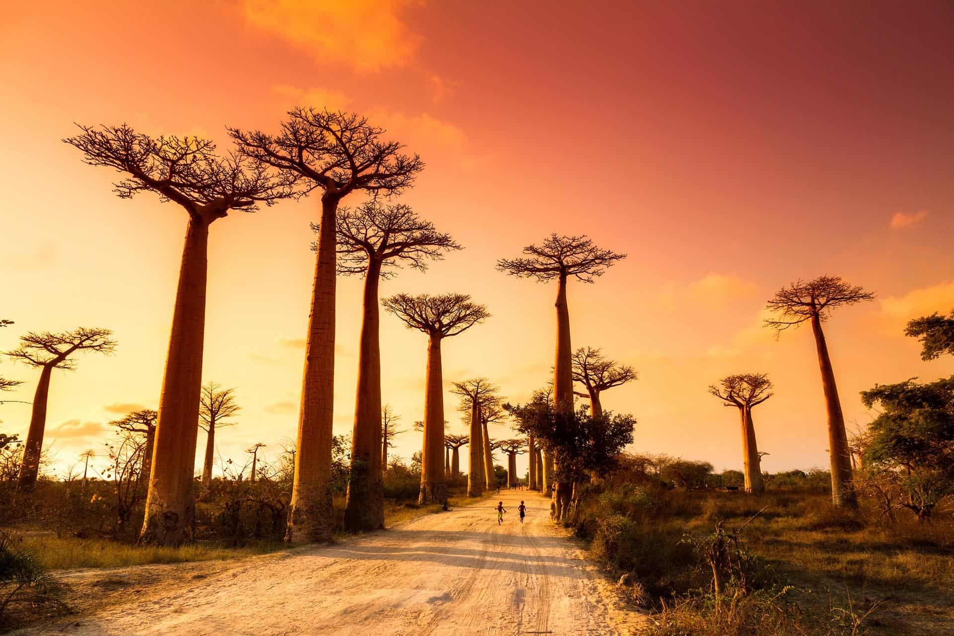 30 Facts About Madagascar - OhMyFacts