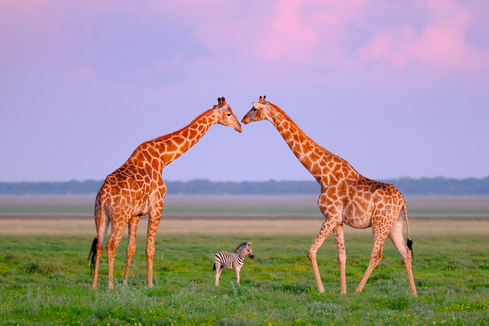 42-facts-about-giraffes