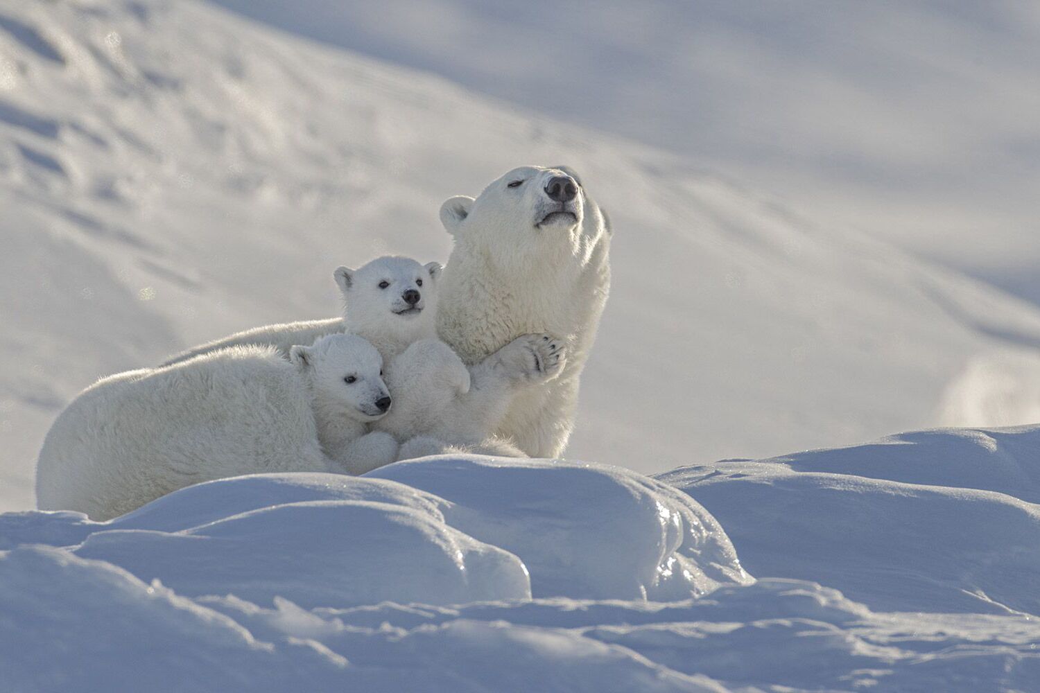 42-facts-about-polar-bears