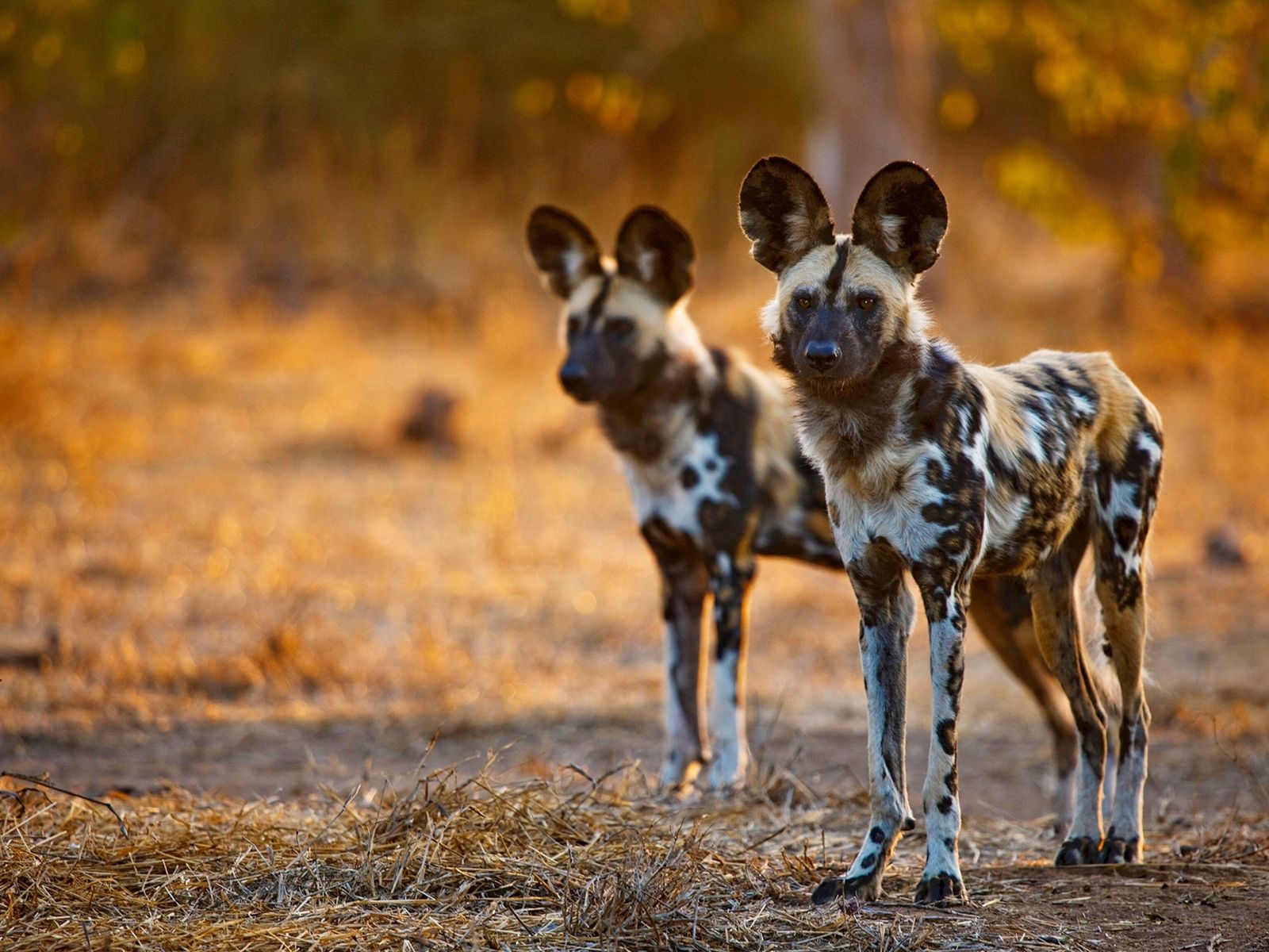 45-facts-about-african-wild-dogs