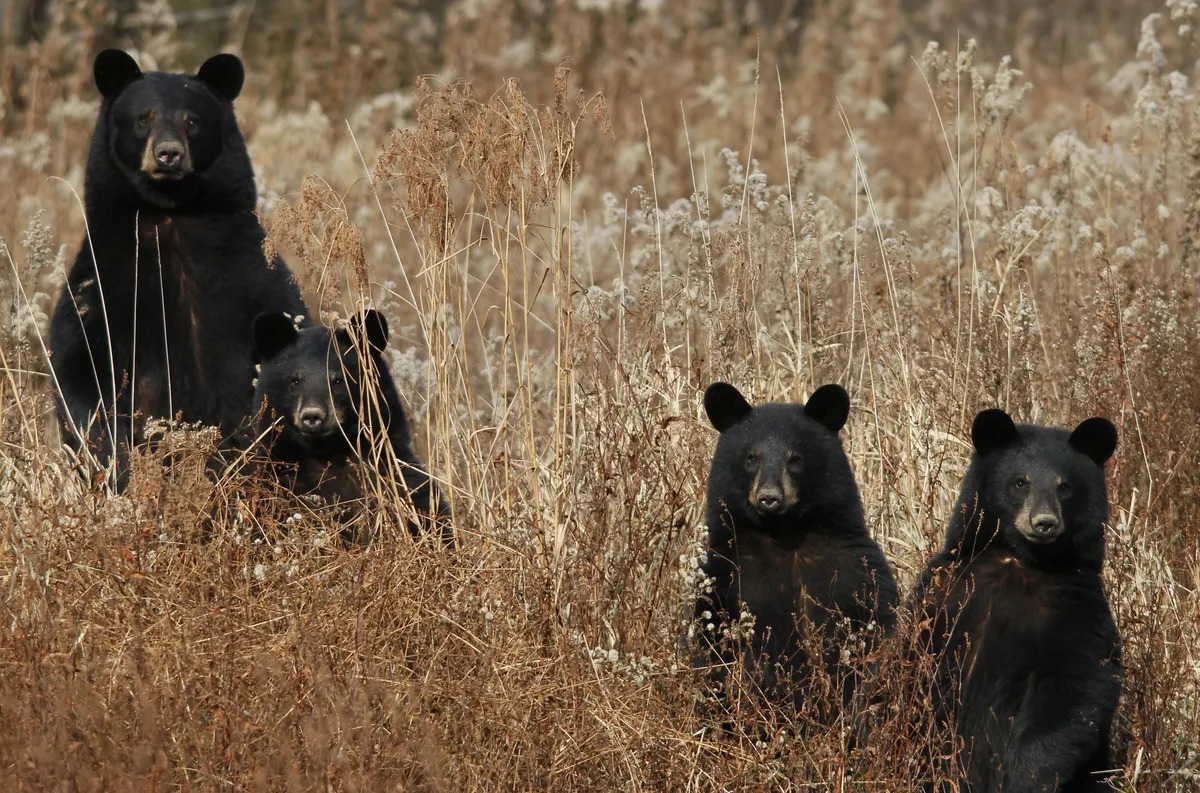 45-facts-about-black-bears