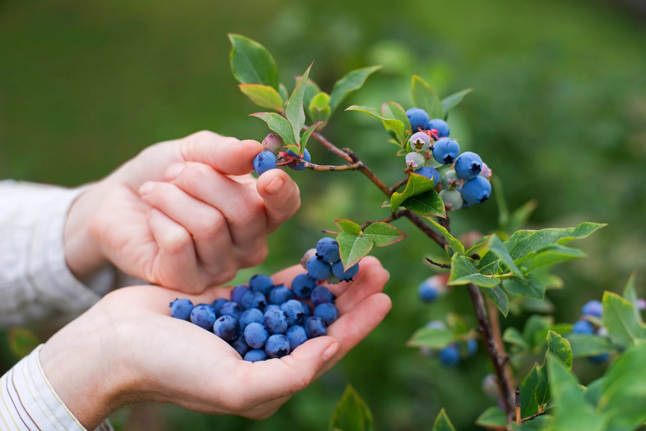 45-facts-about-blueberries