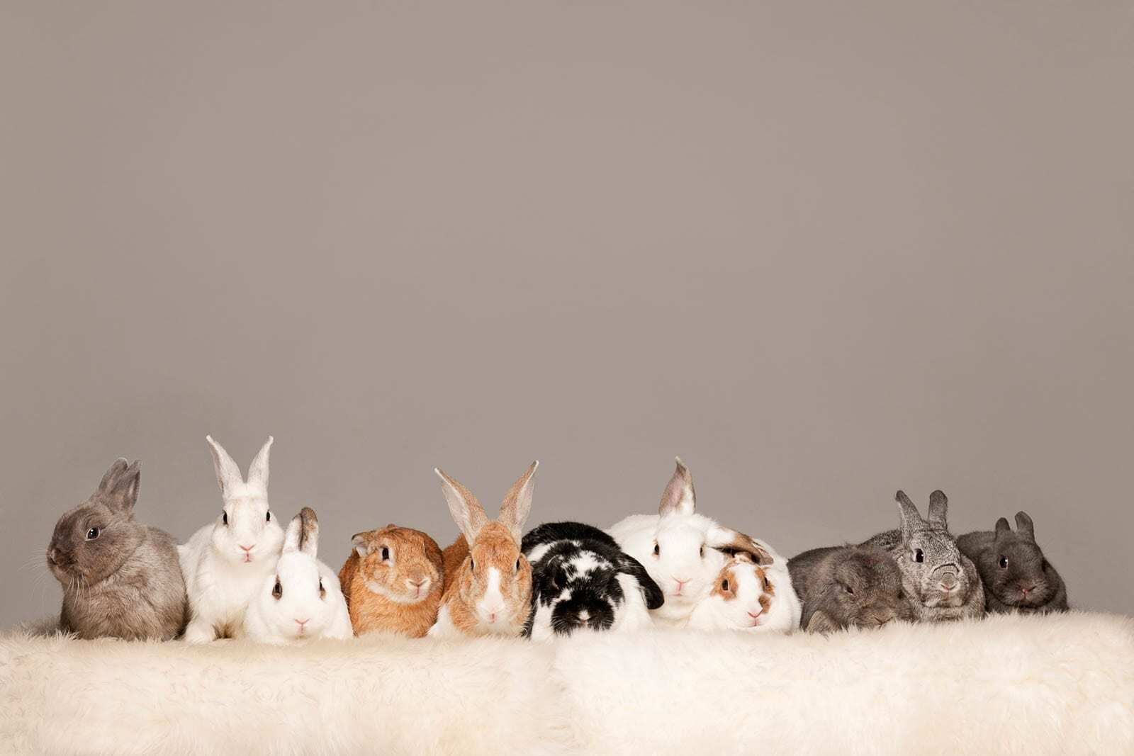 45-facts-about-bunnies