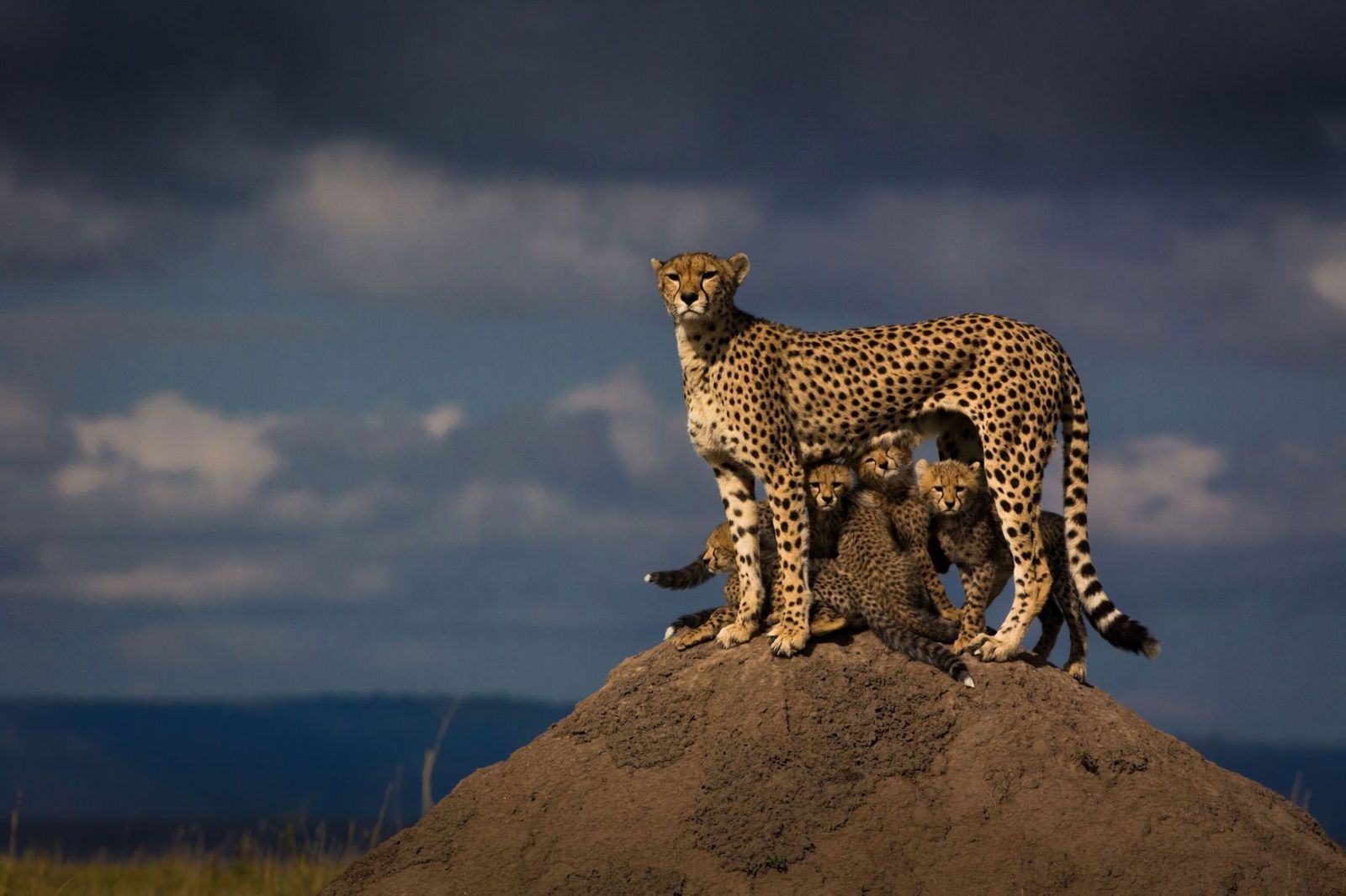 45-facts-about-cheetahs