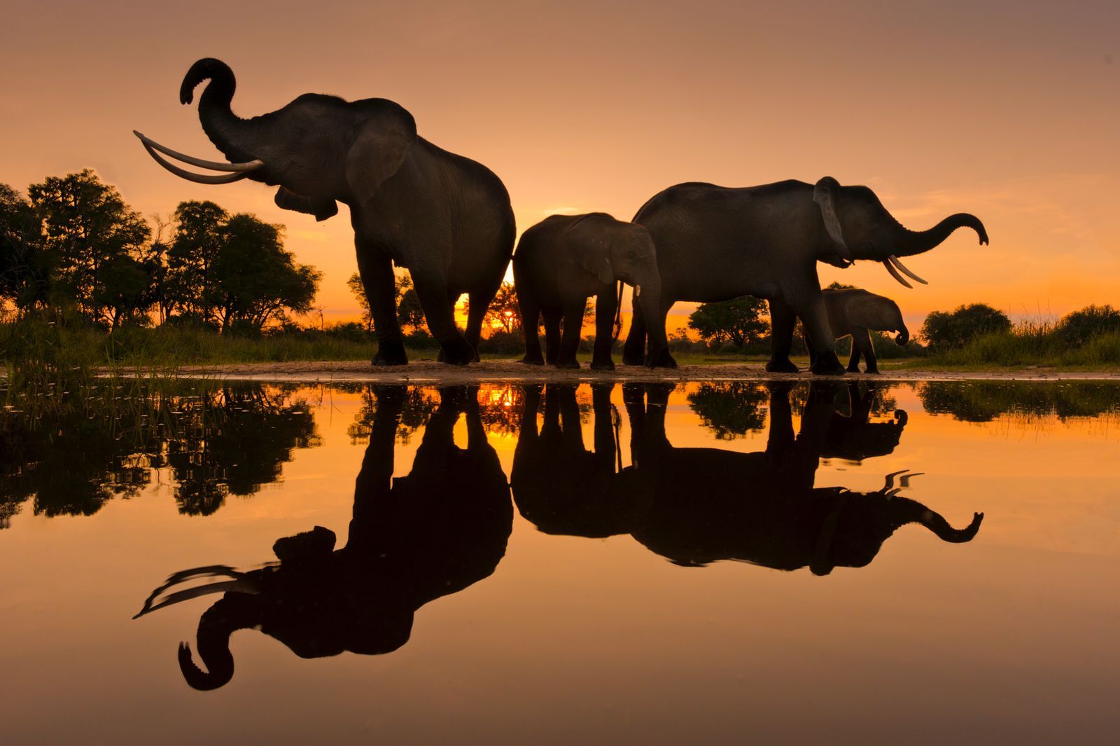 45 Facts About Elephants - OhMyFacts