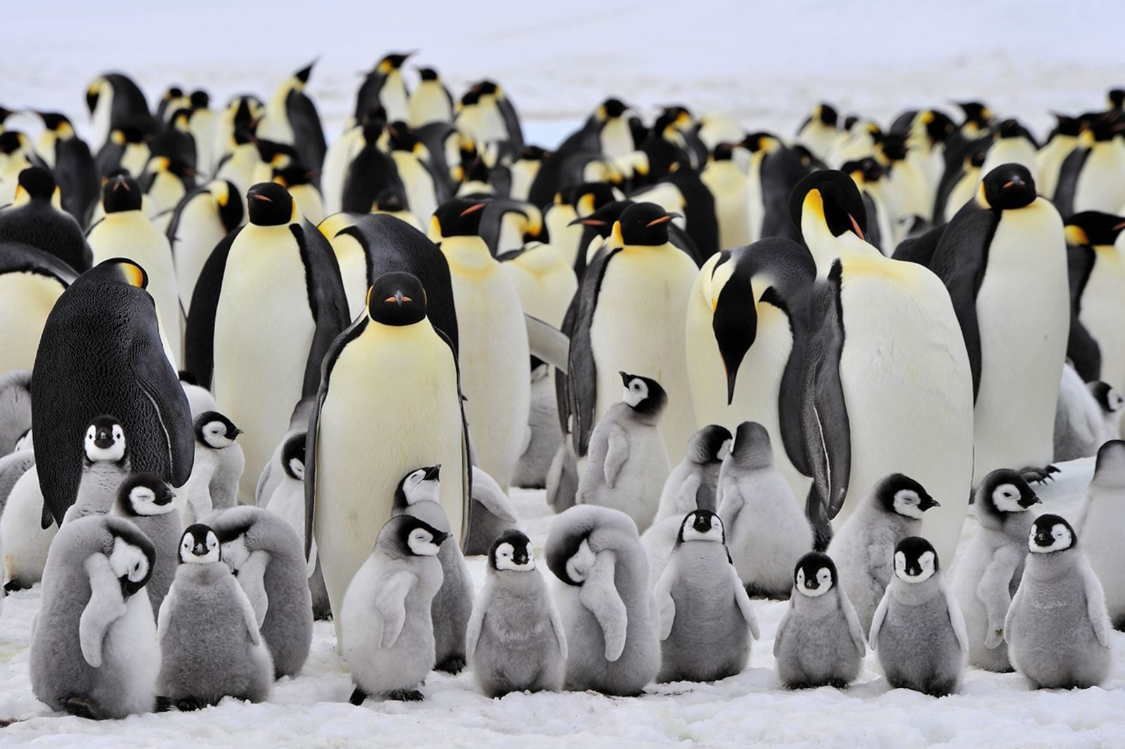 45 Facts About Emperor Penguins - OhMyFacts