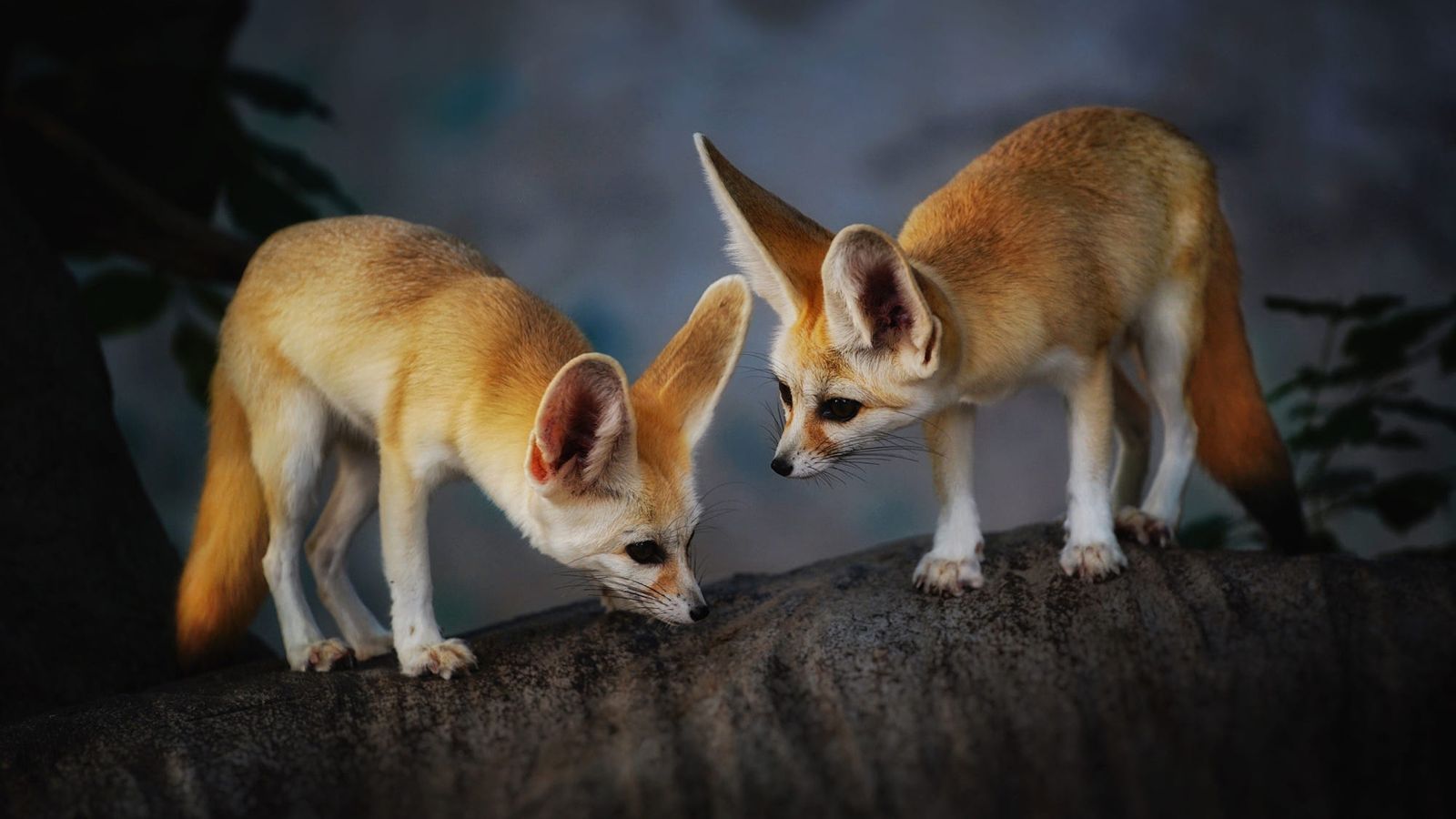 45-facts-about-fennec-foxes