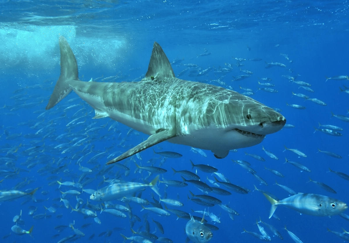45 Facts About Great White Sharks OhMyFacts 45 Facts About Great White Sharks OhMyFacts