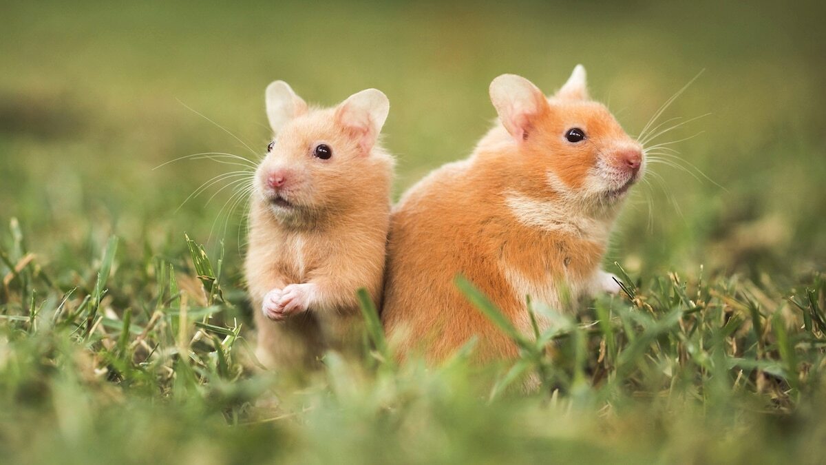 45-facts-about-hamsters