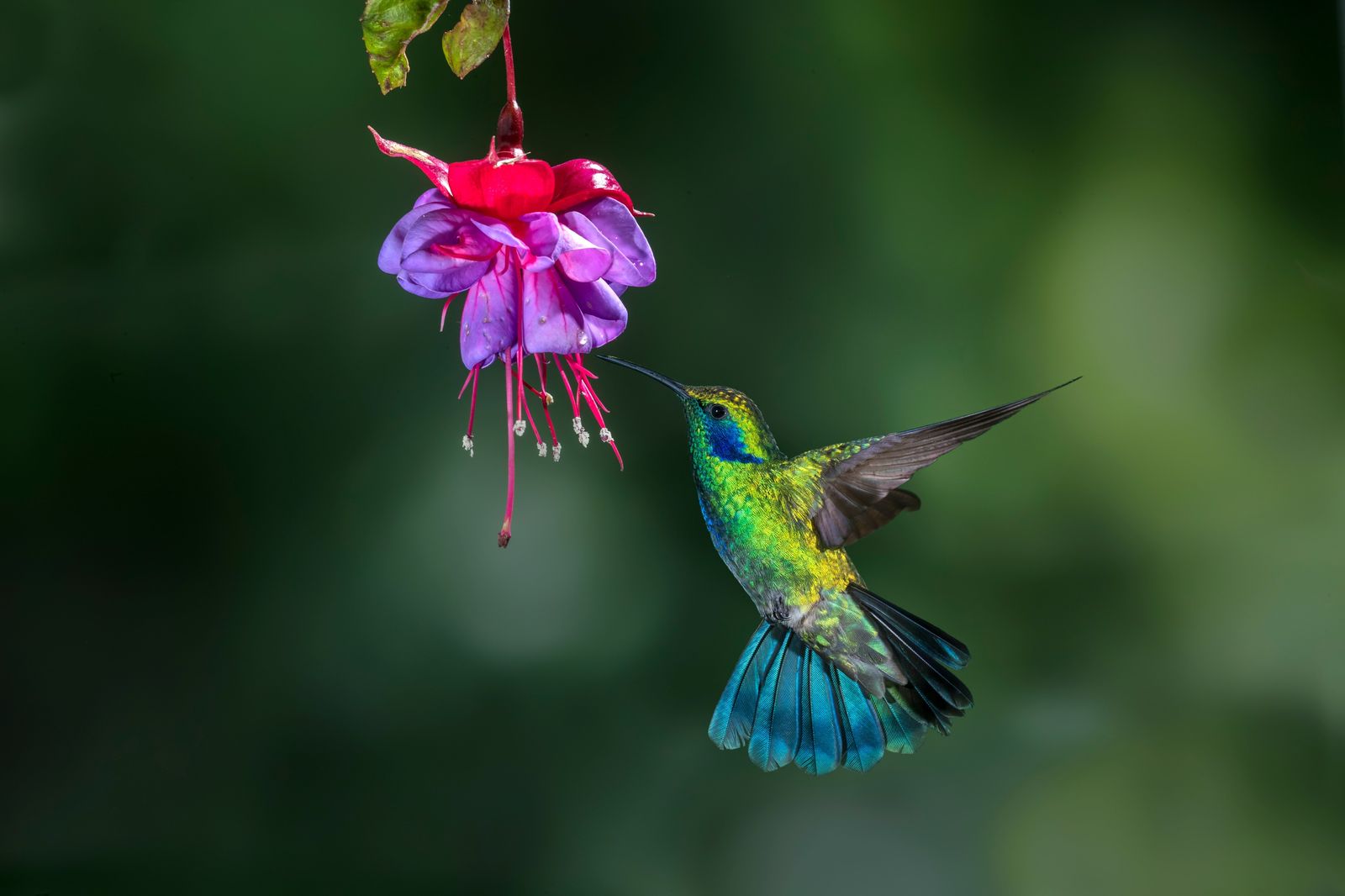 45-facts-about-hummingbirds