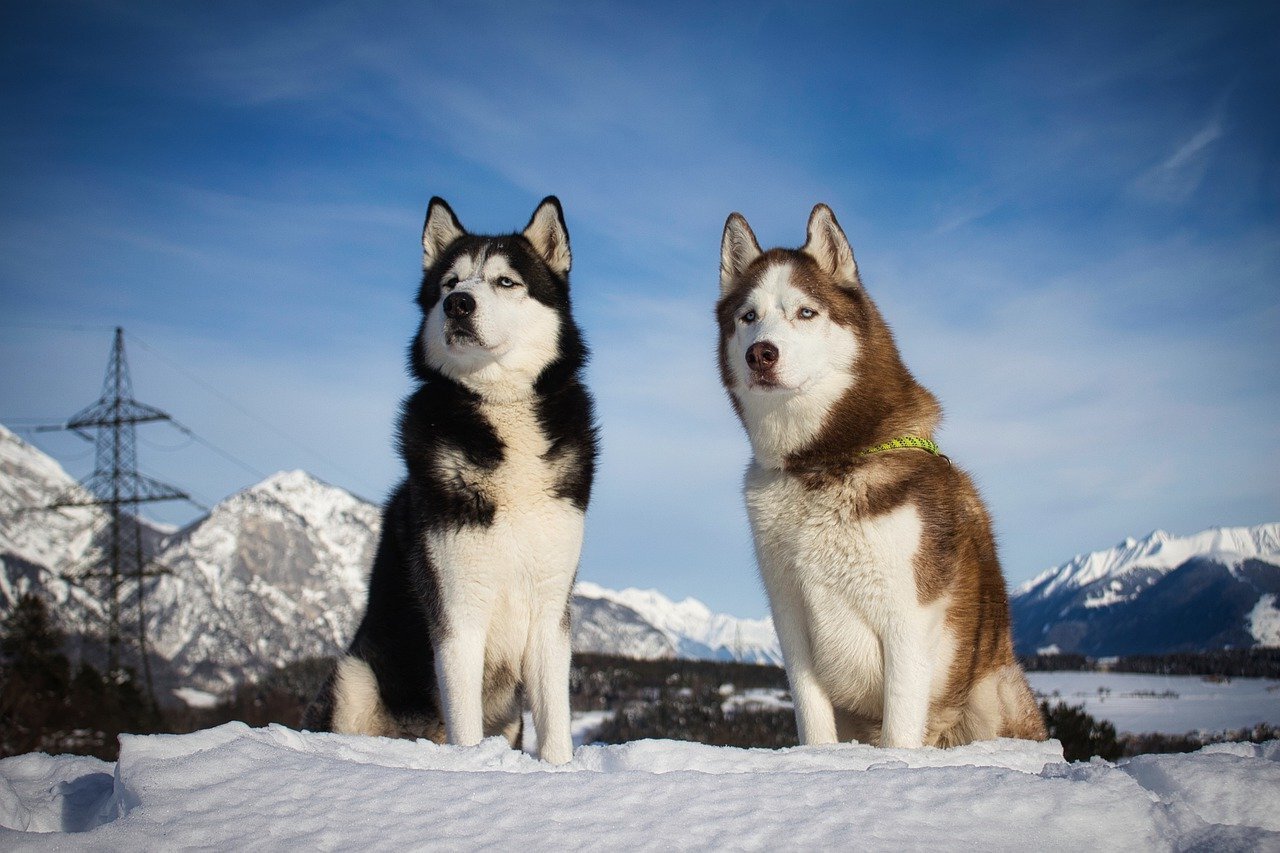 45 Facts About Huskies - OhMyFacts