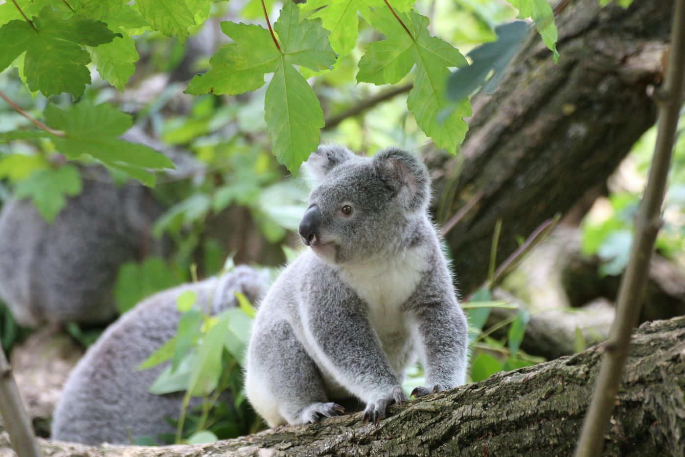 45-facts-about-koala-bears