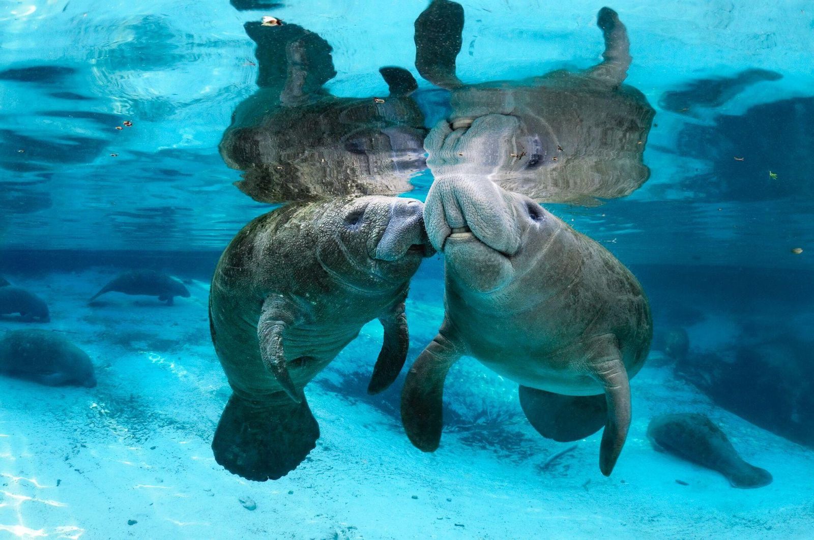 45-facts-about-manatees