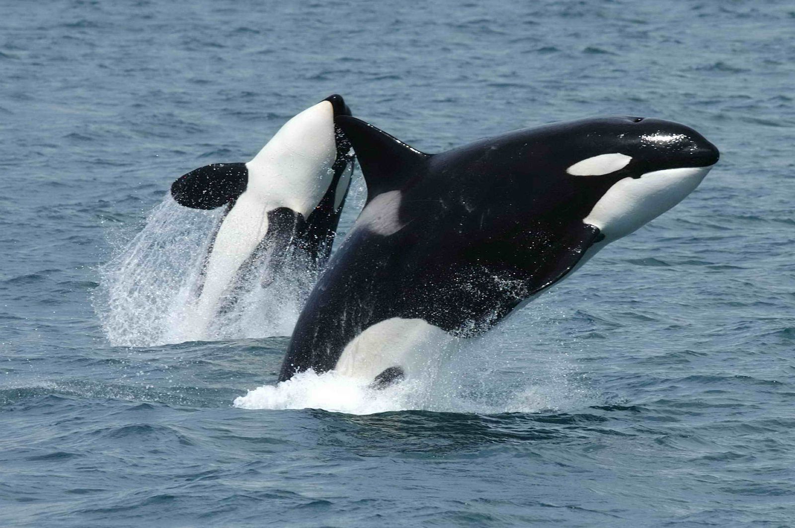 45-facts-about-orcas