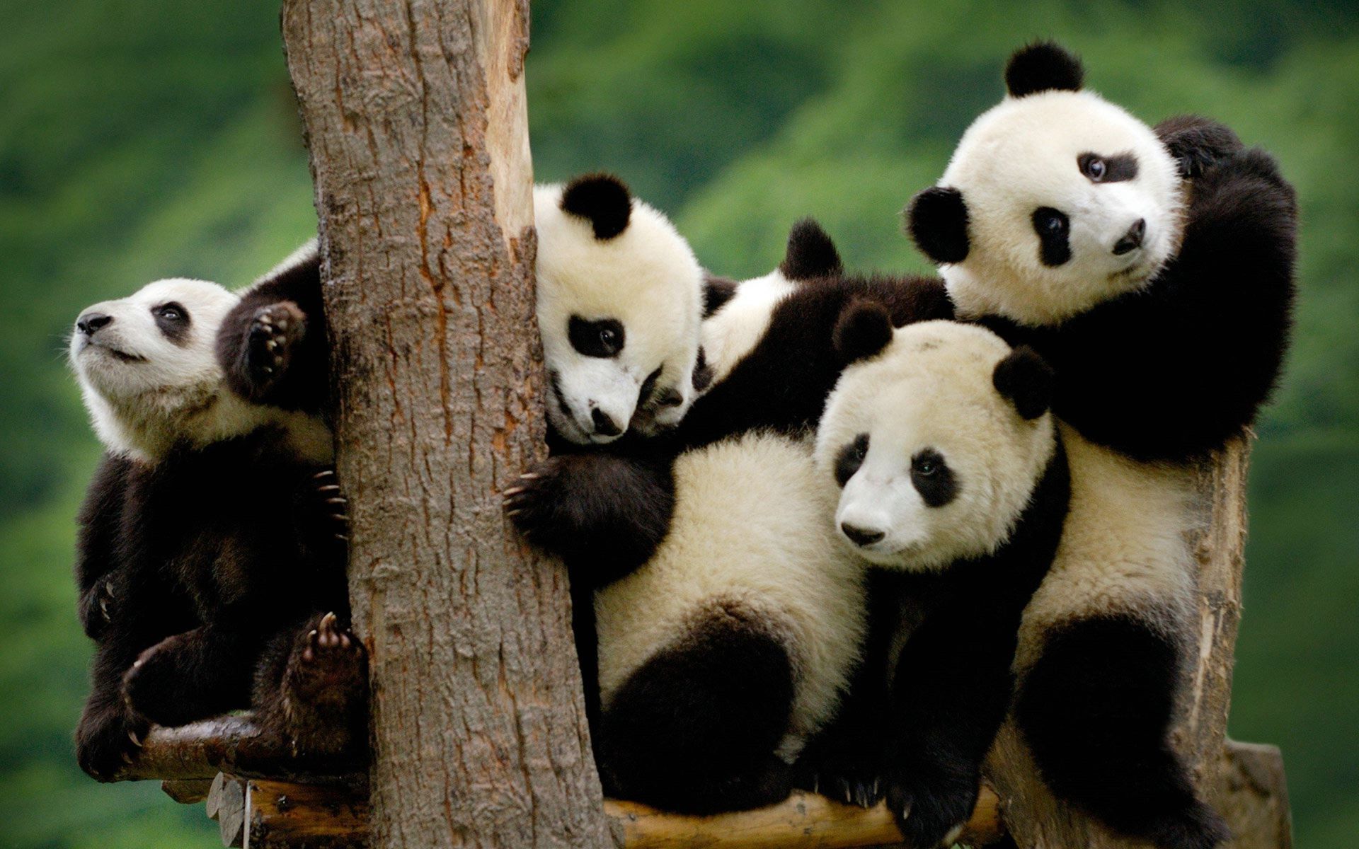 45-facts-about-pandas