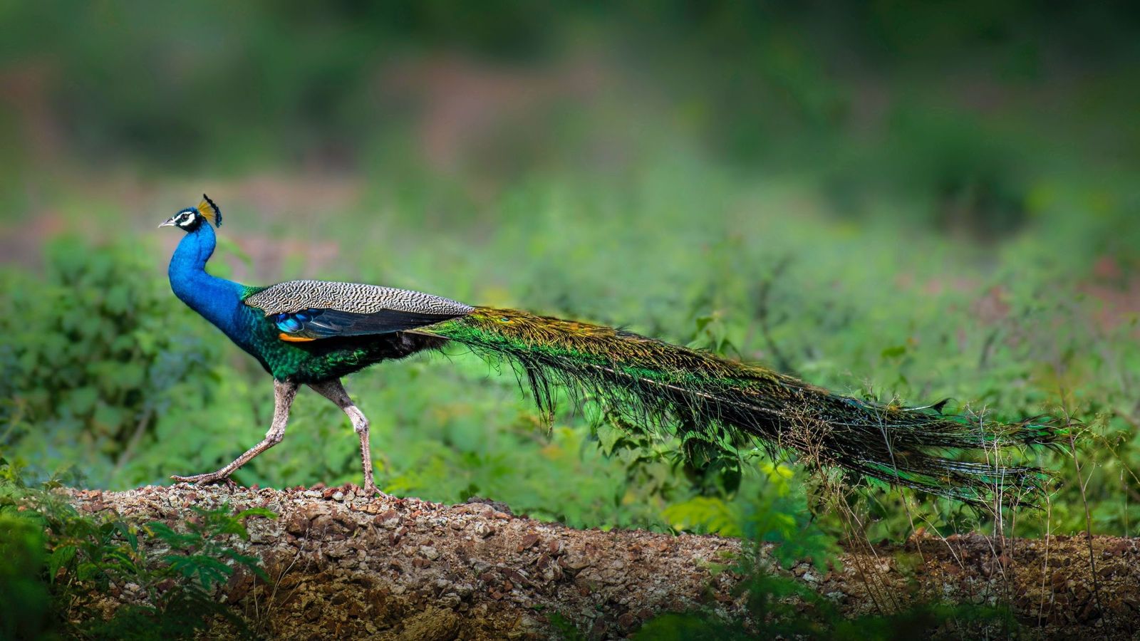 45 Facts About Peacocks - OhMyFacts