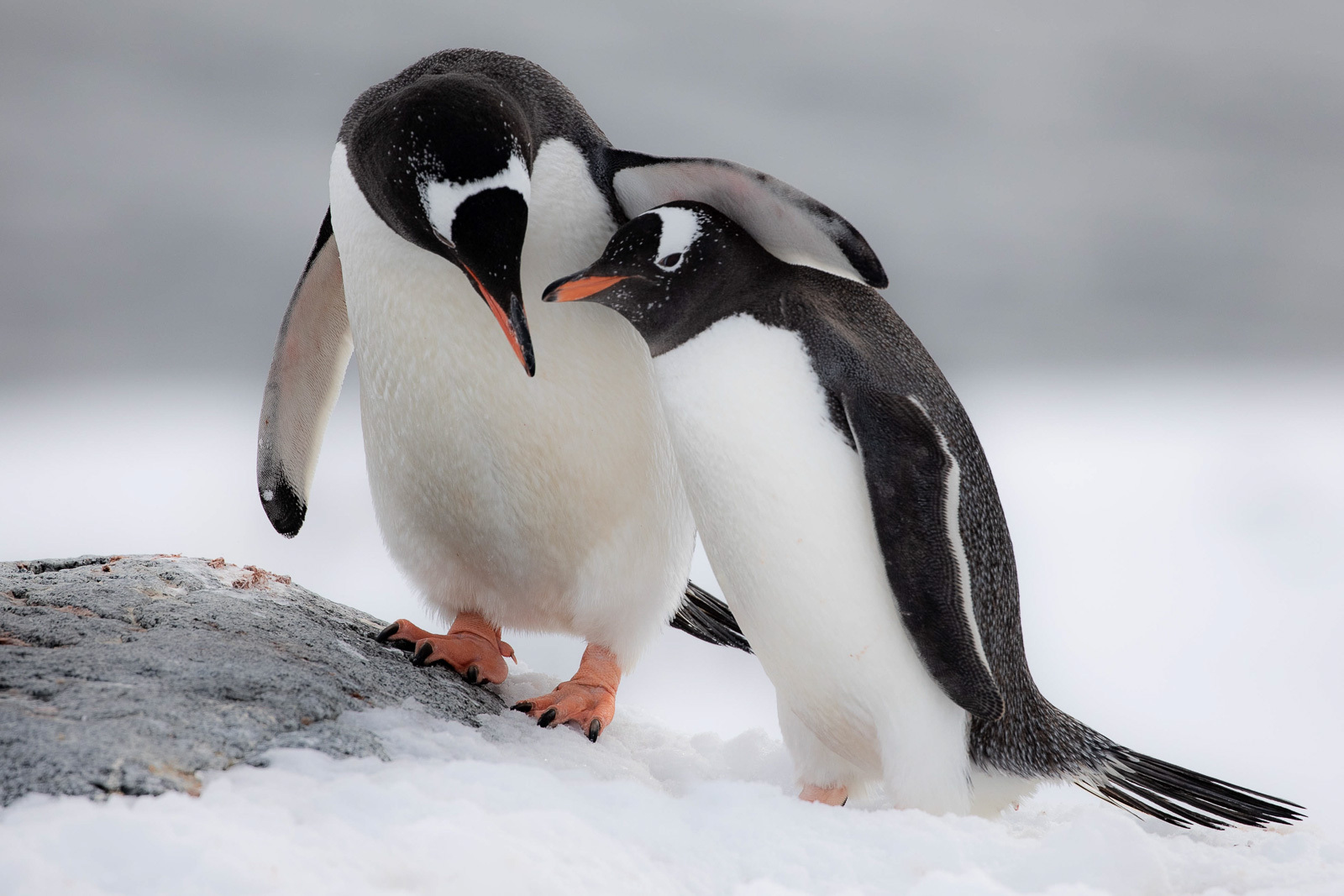 45-facts-about-penguins